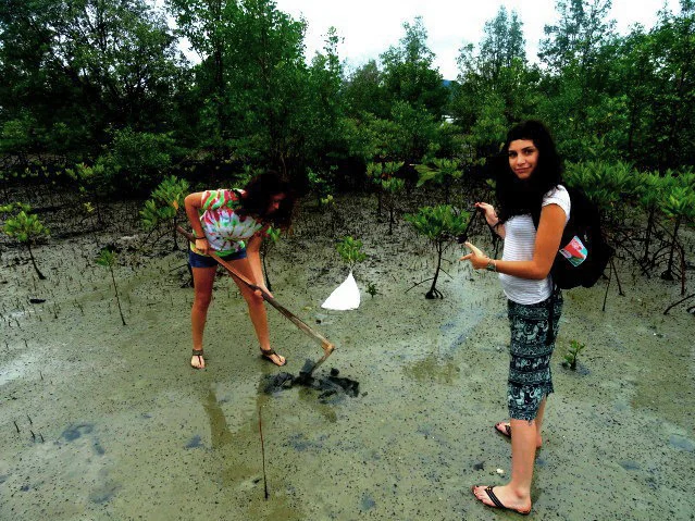 Replanting mangroves in Thailand after learning about their ability to help lower C02 levels in the atmosphere