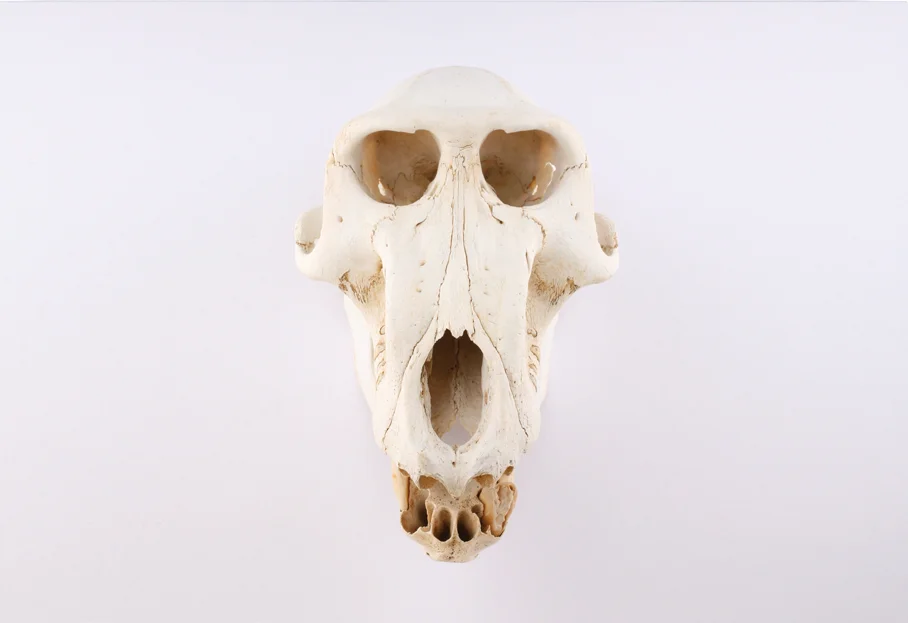 WildSafary Horizontal.jpg