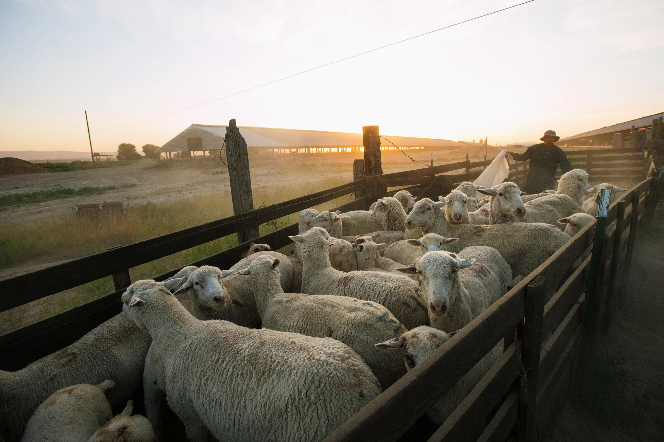 Sheepherders of the American West by Sofia Jaramillo