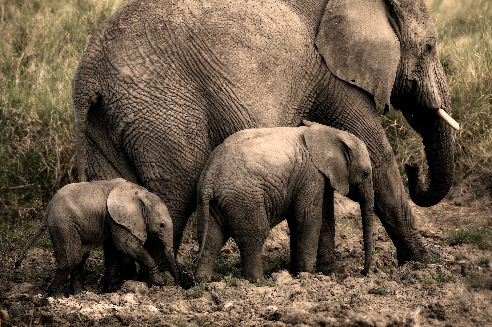 Elephants in Tanzania by Jim Richardson