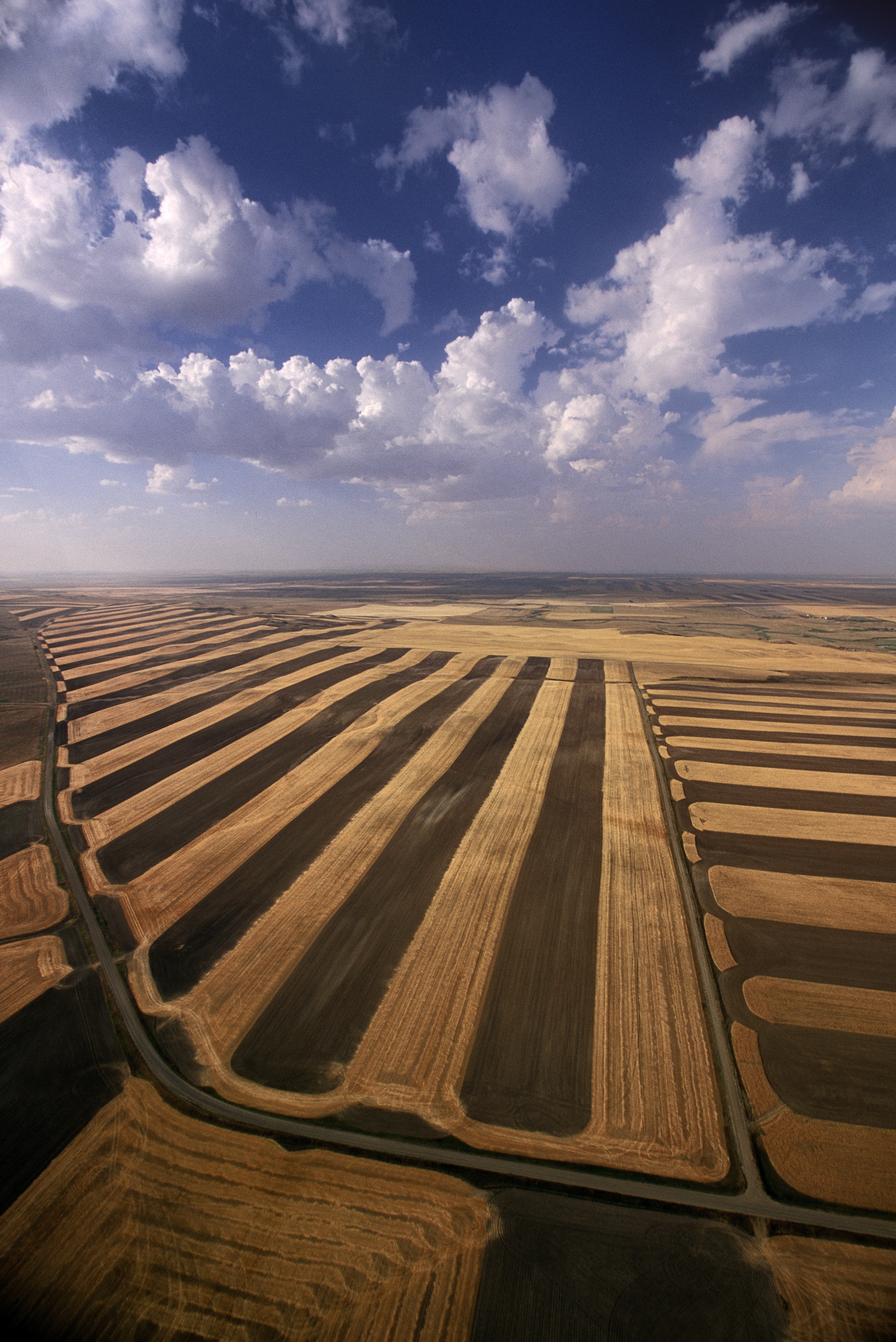 Montana Wheat 3 (PII).jpg
