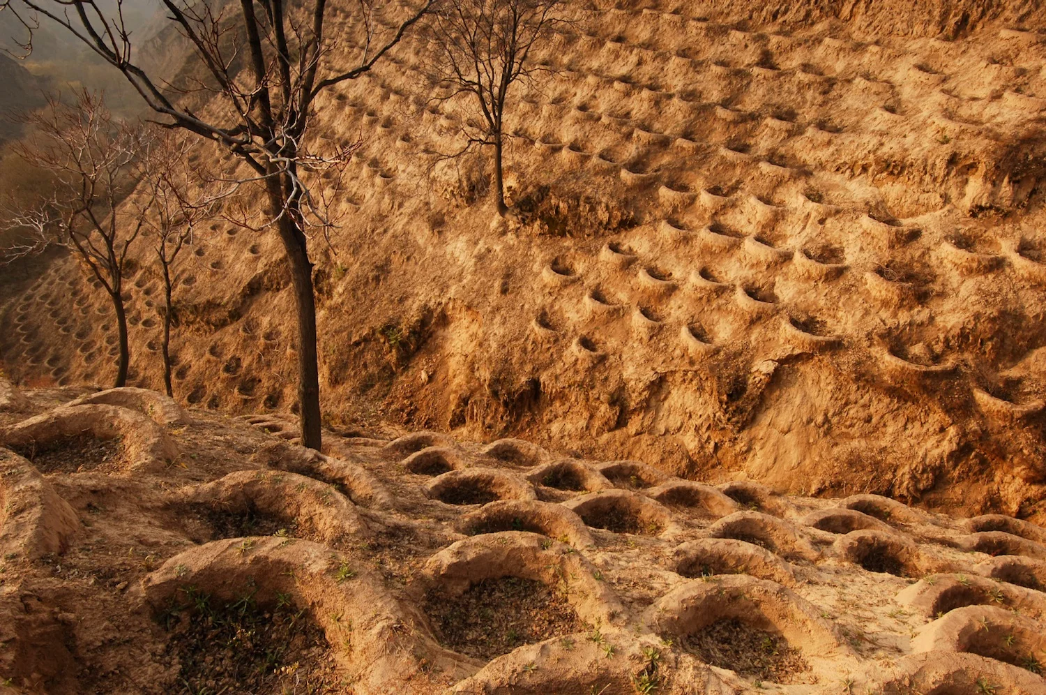 REPLANTING TREES, CHINA
