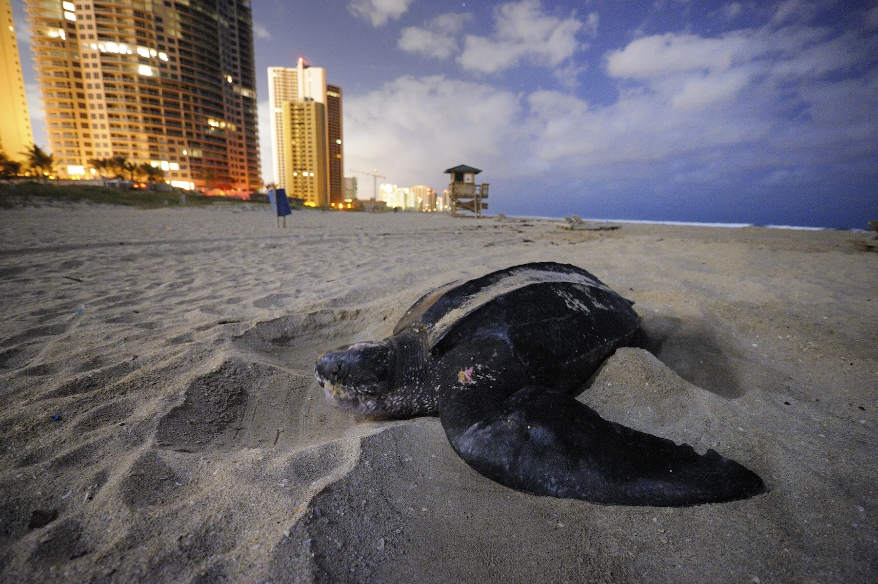 LIGHT POLLUTION IMPAIRS TURTLE NESTING, FLORIDA