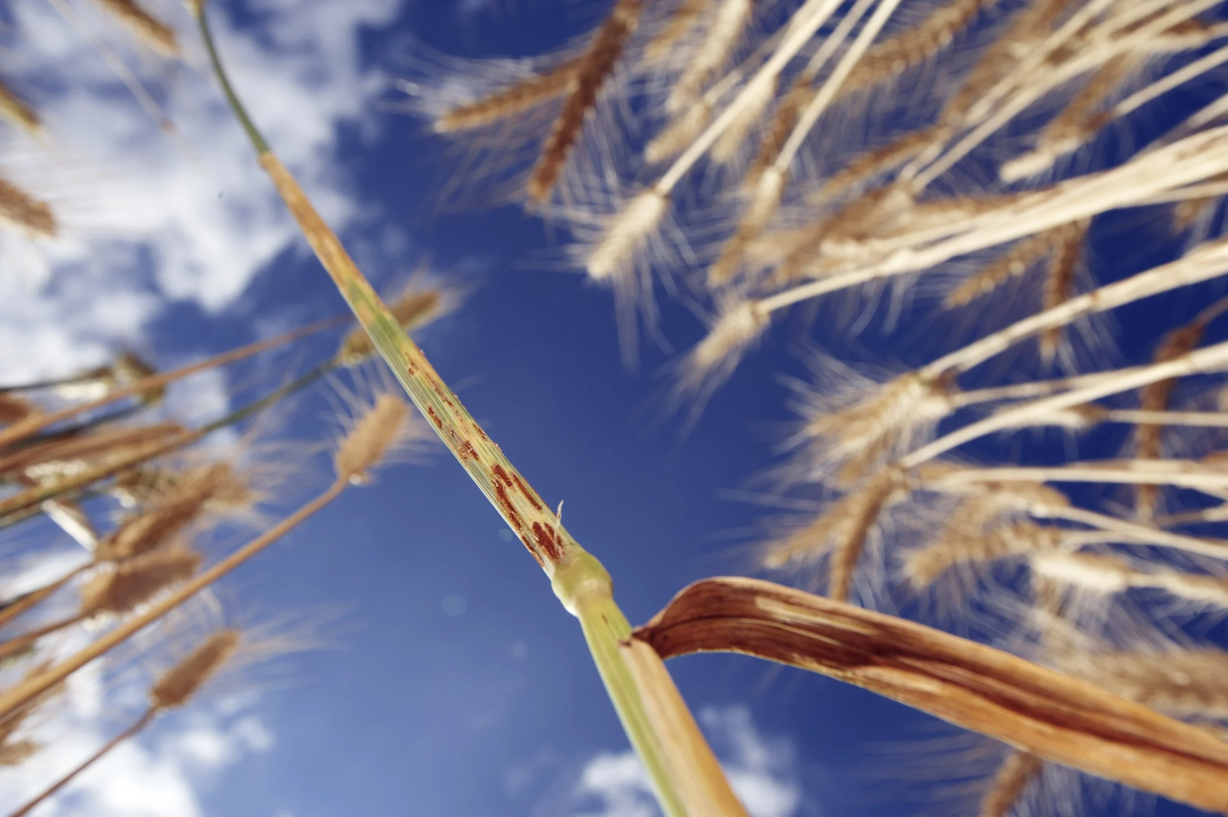 UG99 Wheat stem rust at a test plot in Ethiopia. Photo by Jim Richardson