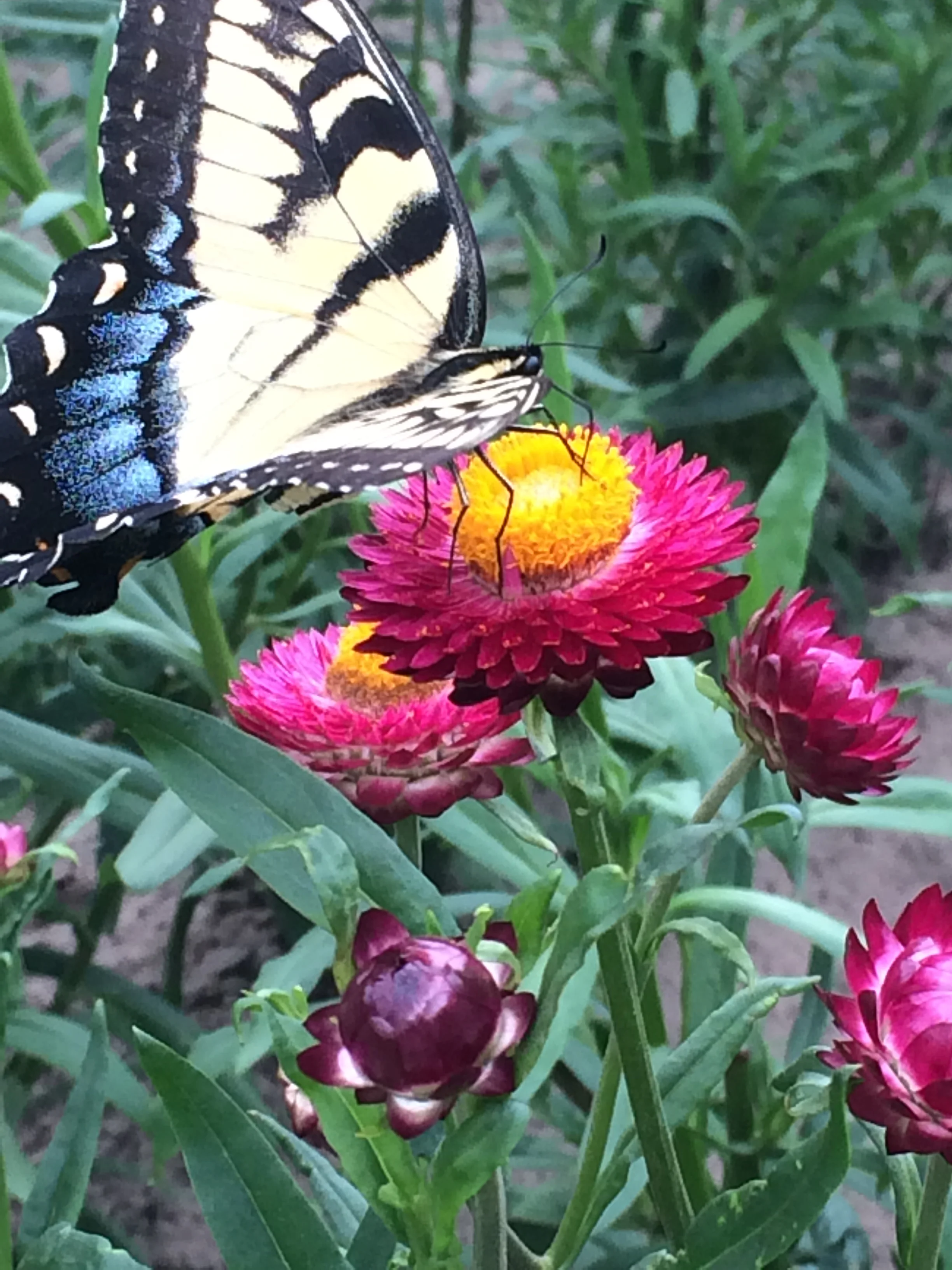 GardenView Flowers—Toledo Area Wedding Florist