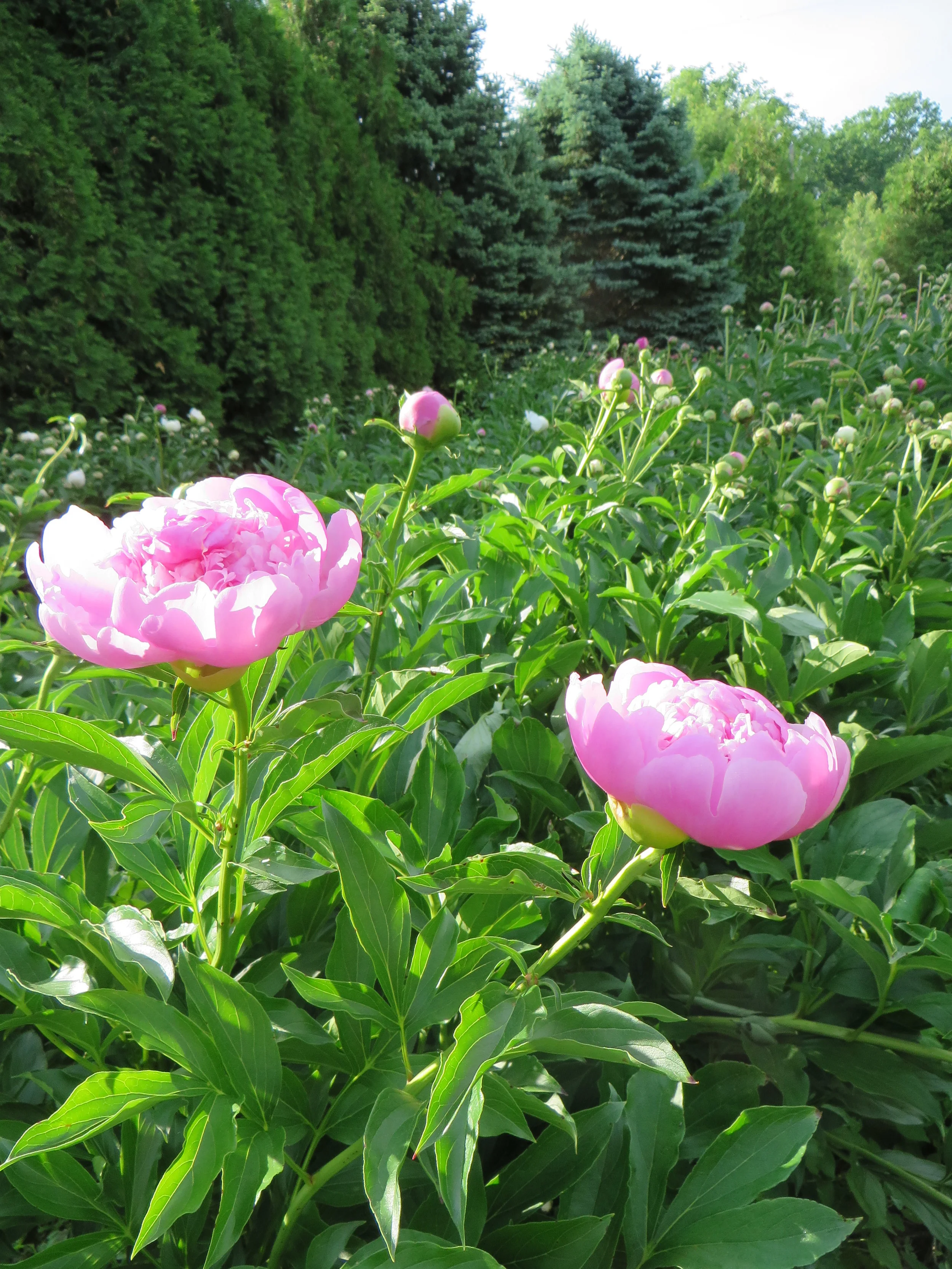 FARM 2014 2014 2014 010.JPG