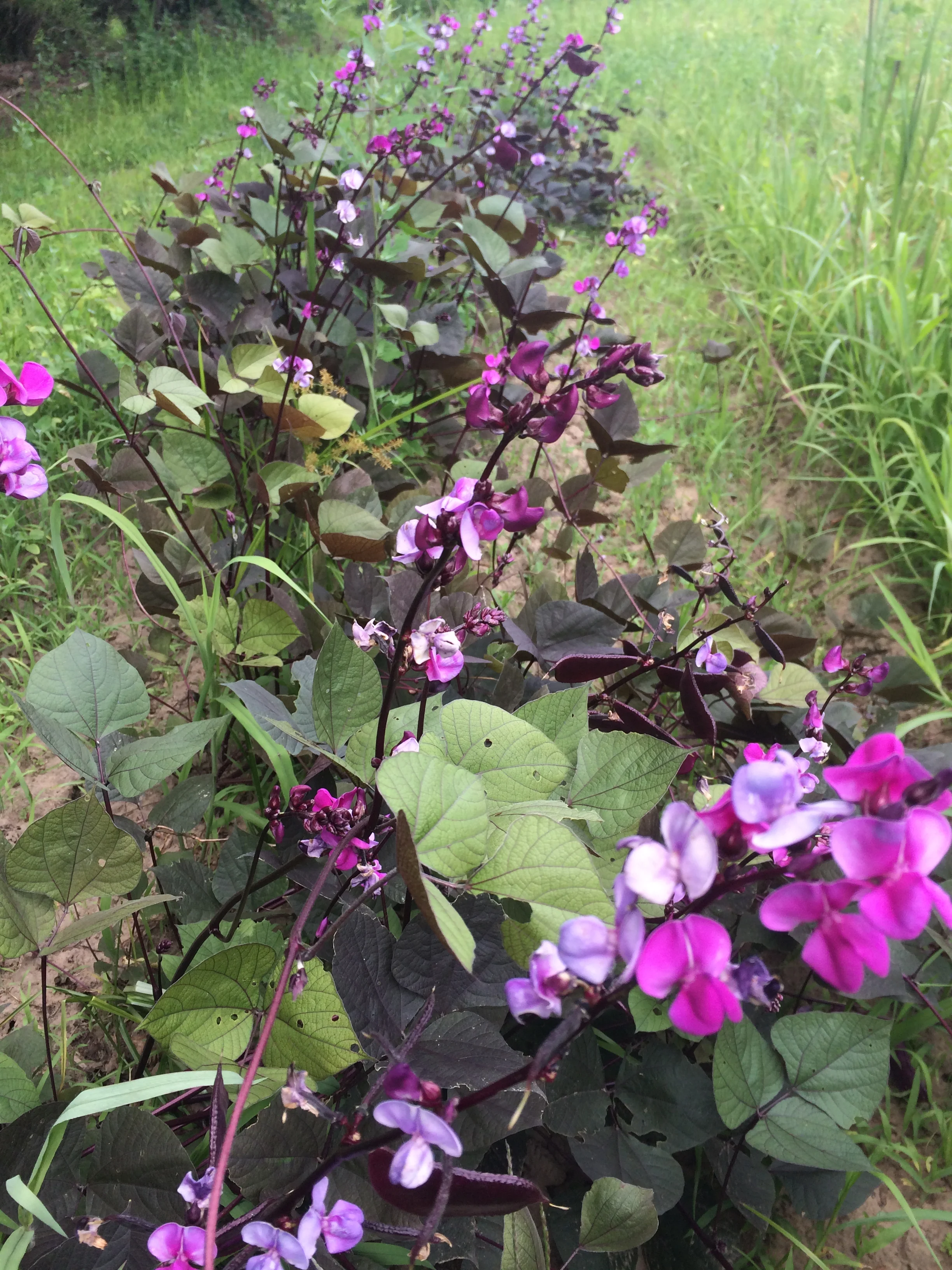 FARM 2014 2014 2014 034.JPG