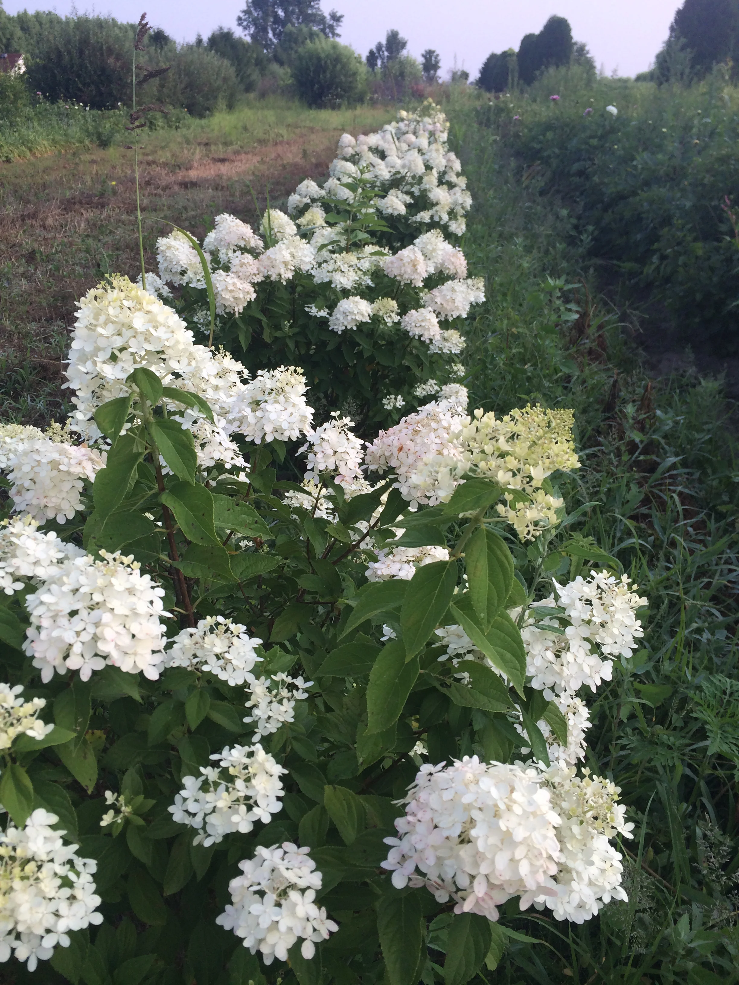 FARM 2014 2014 2014 061.JPG