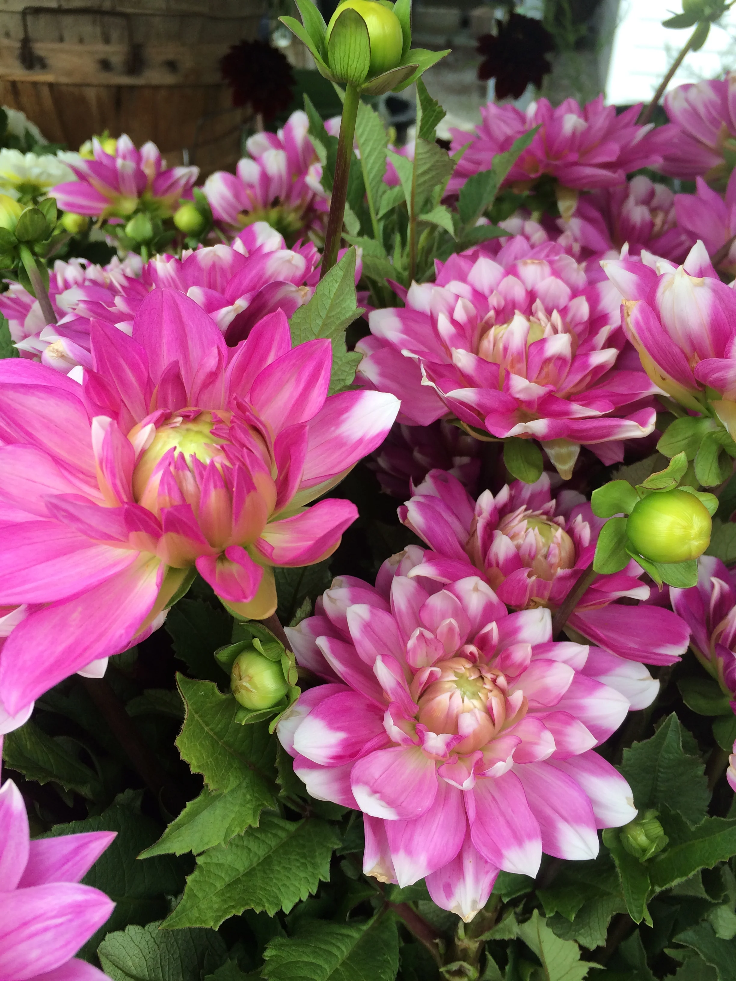 FARM 2014 2014 2014 126.JPG