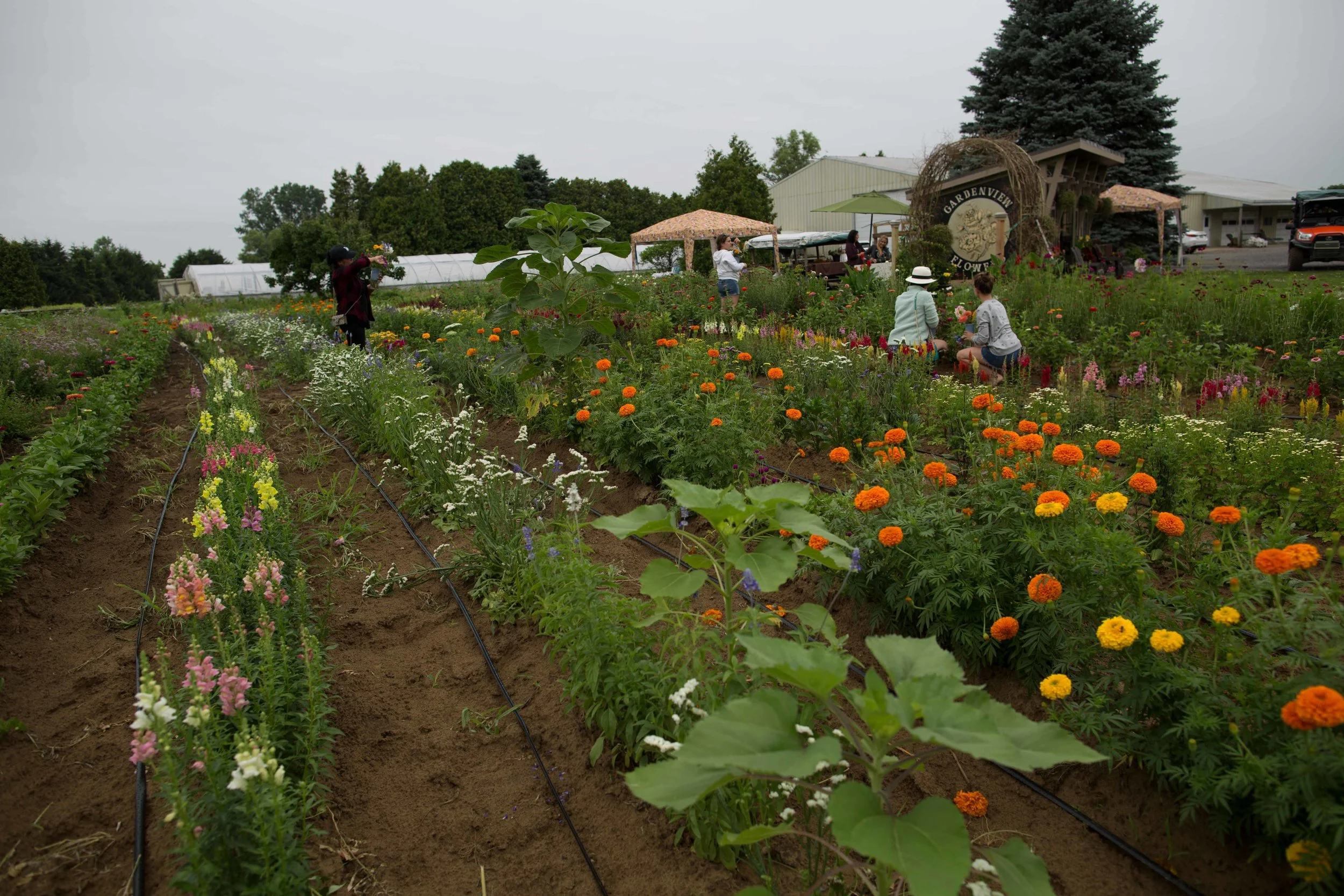 July 2019_GardenView Flowers Upick Flowers Soft Opening-6445.jpg
