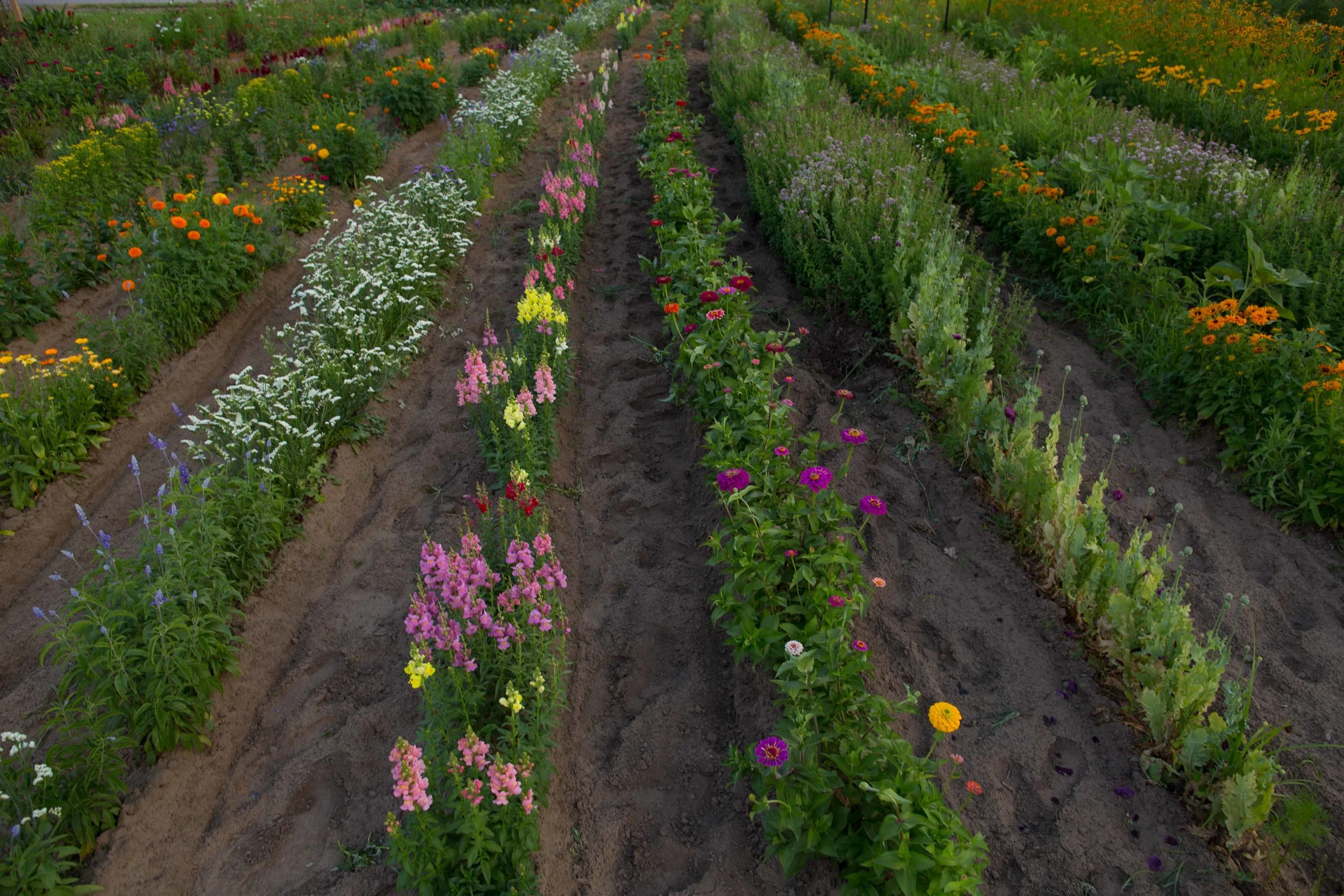 July 2019_GardenView Flowers Upick Flowers-6088.jpg