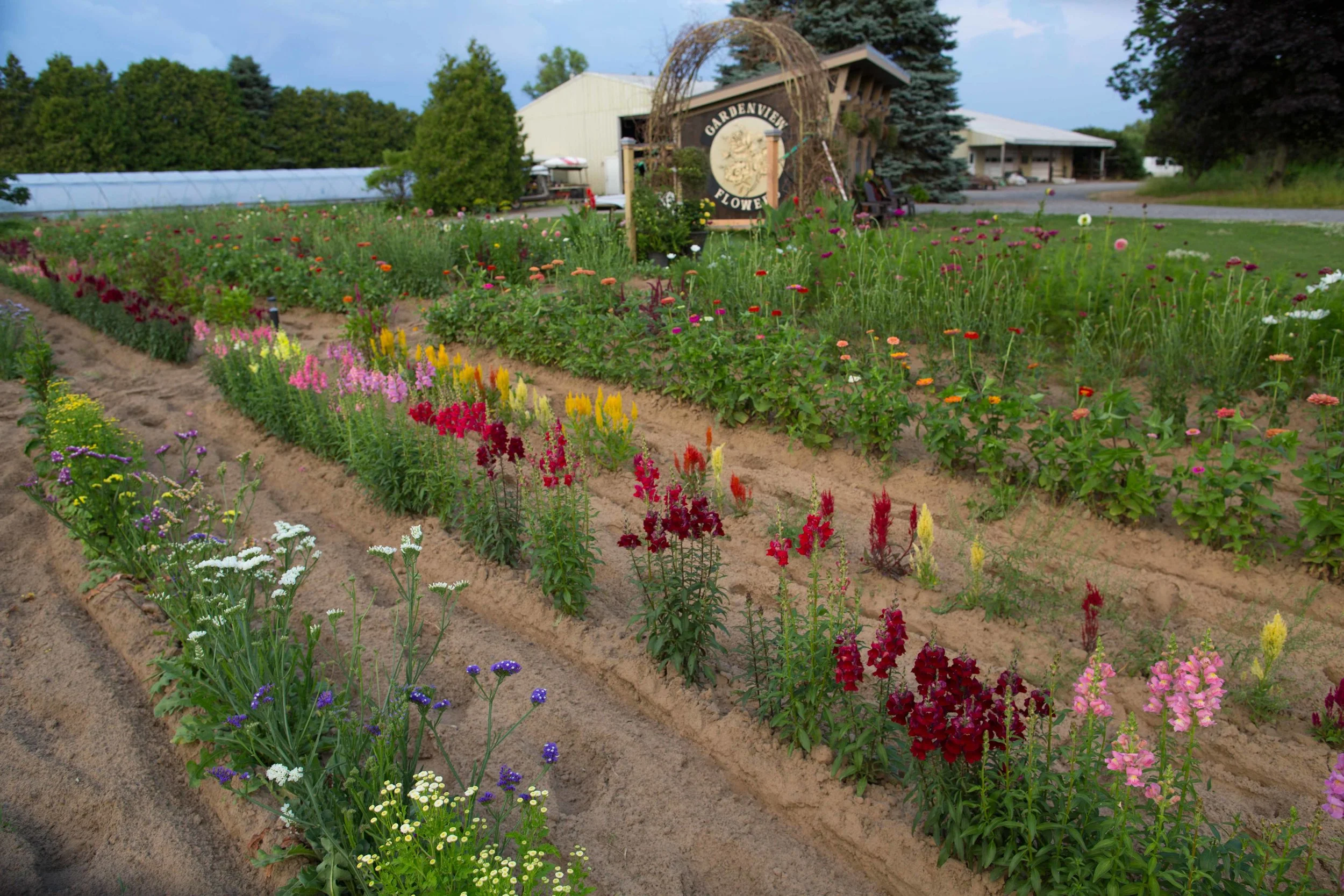 July 2019_GardenView Flowers Upick Flowers-6243.jpg