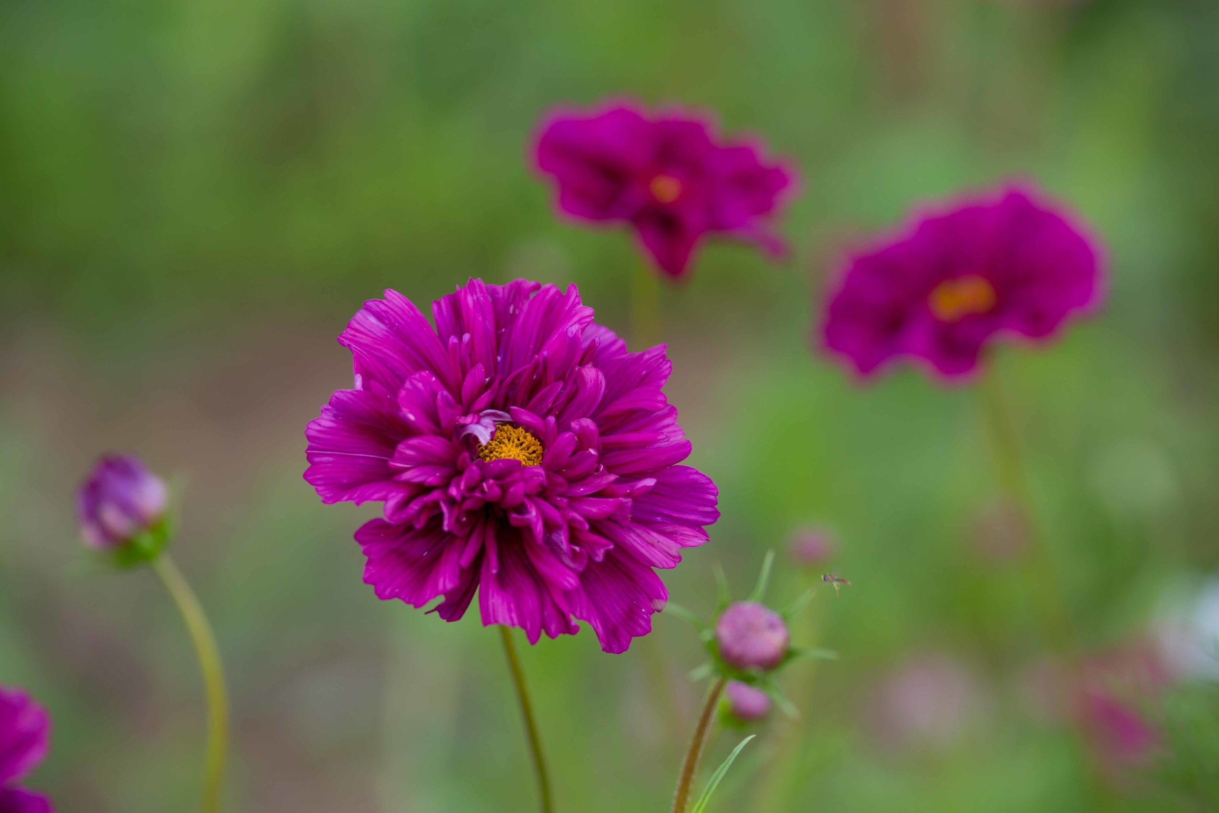 7-2-2019_UpickField-5519.jpg