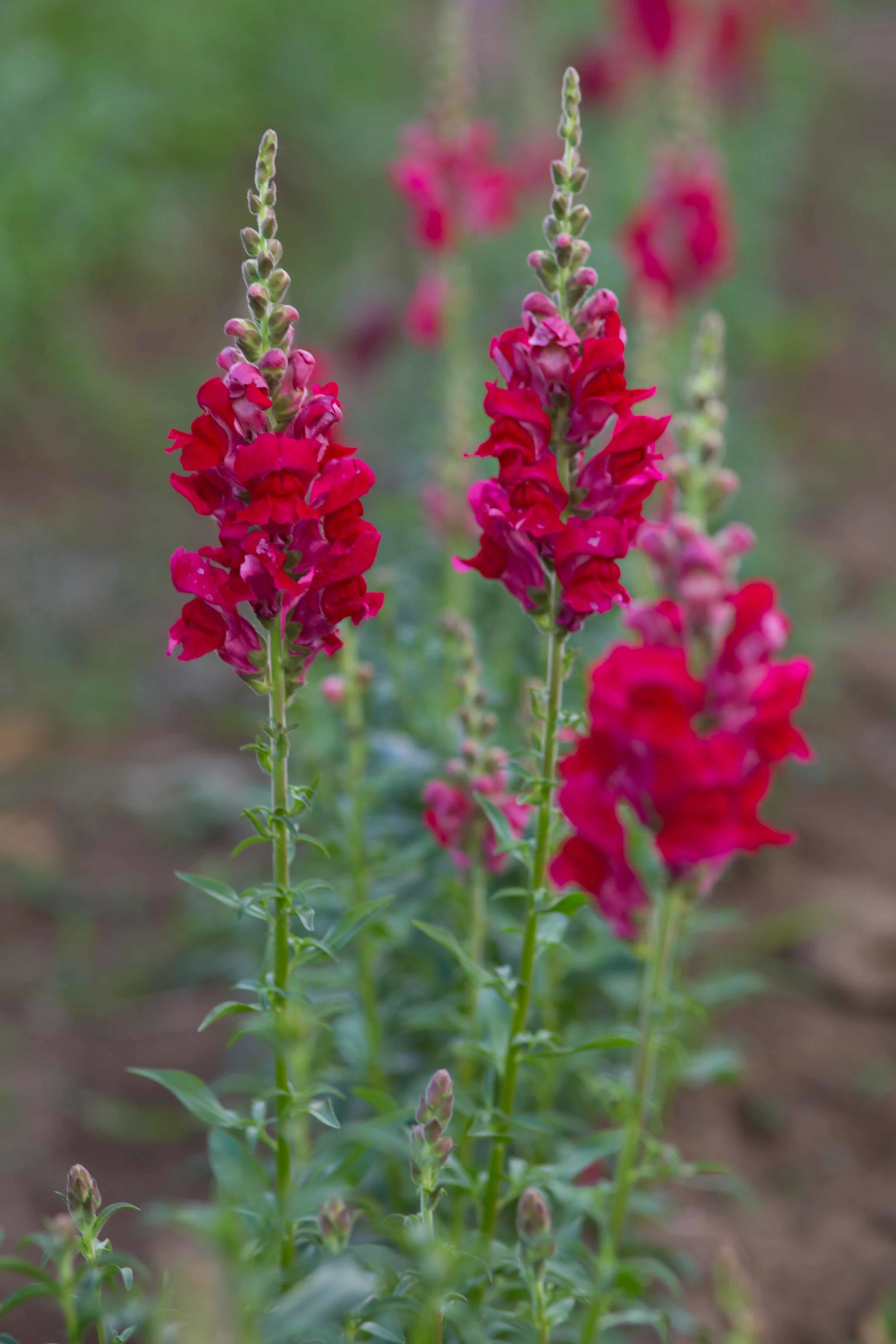 7-2-2019_UpickField-5512.jpg