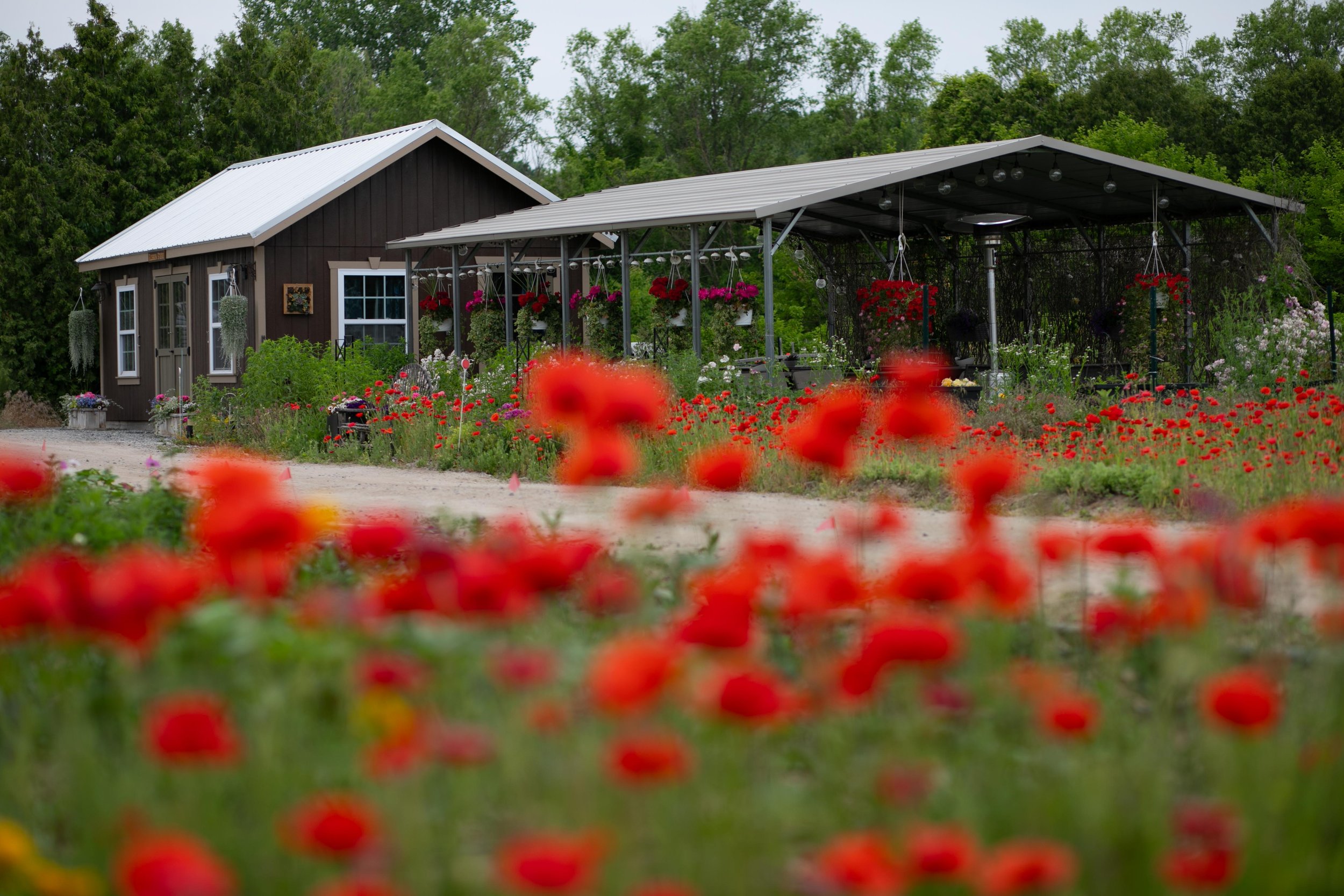 2023 GardenView Flowers U-Pick & Flower Farm_Photo by Ellie Van Houtte-5349.jpg