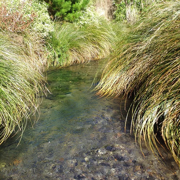 Wairakei Estate freshwater monitoring — Morphum Environmental