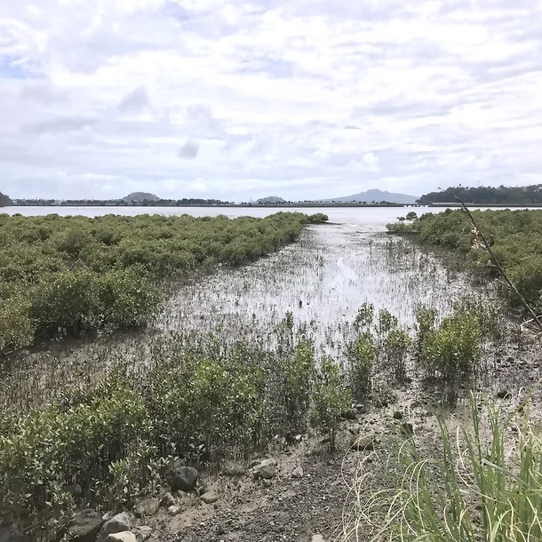 Access corridor through mangroves at Hobson Bay for recreational use