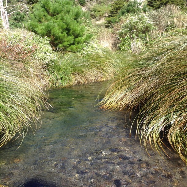 The crystal clear waters of the upstream sampling site in Orakonui Stream on Wairakei Estate.