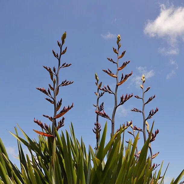 Flax.jpg
