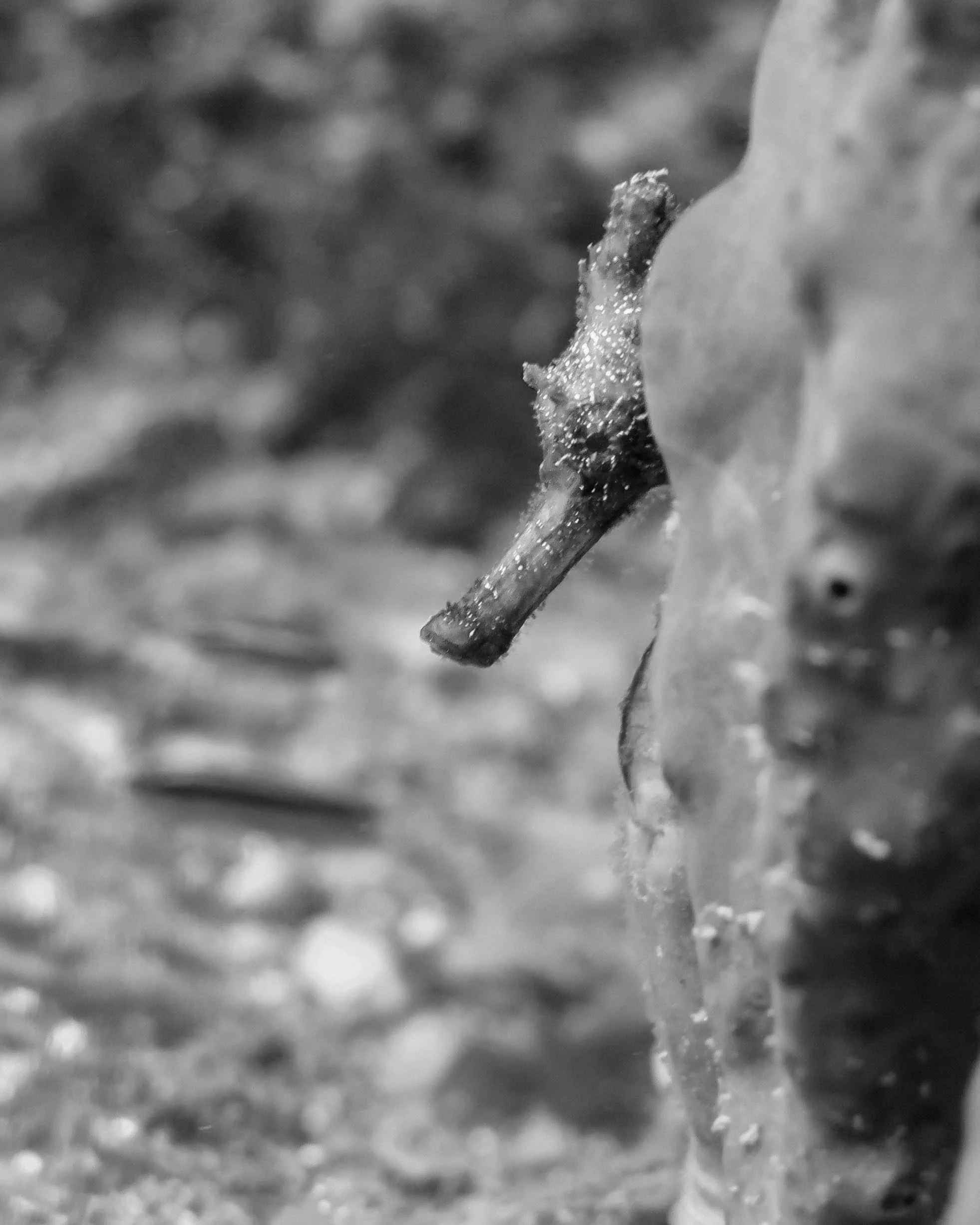 Bonaire Dive Safari 2026 - Trip Deposit