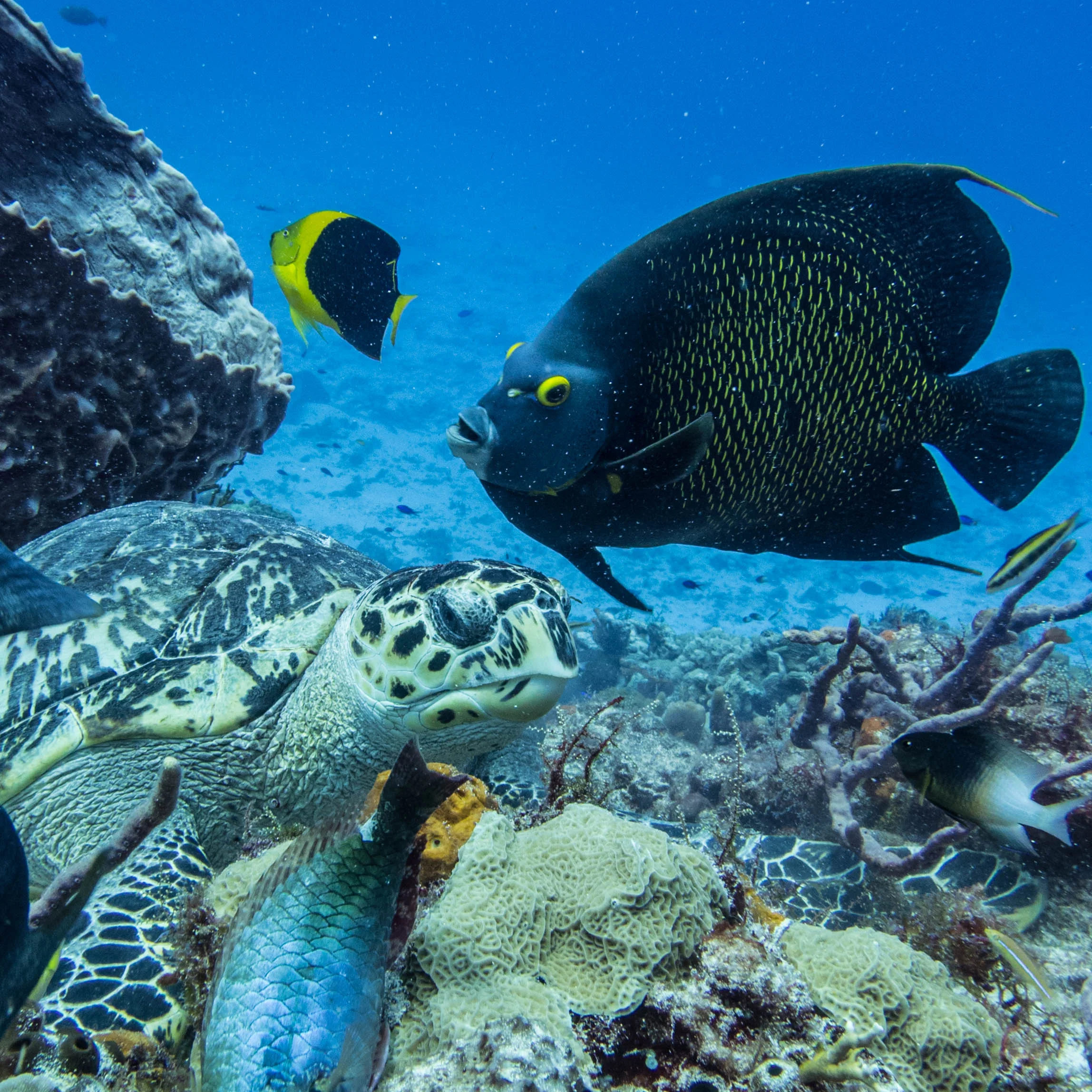 Cozumel, Mexico - 5-day Island Based Dive Trip