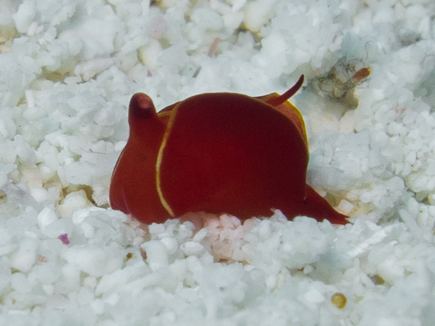 AL IU_180412_Dive Travel_0816.jpg