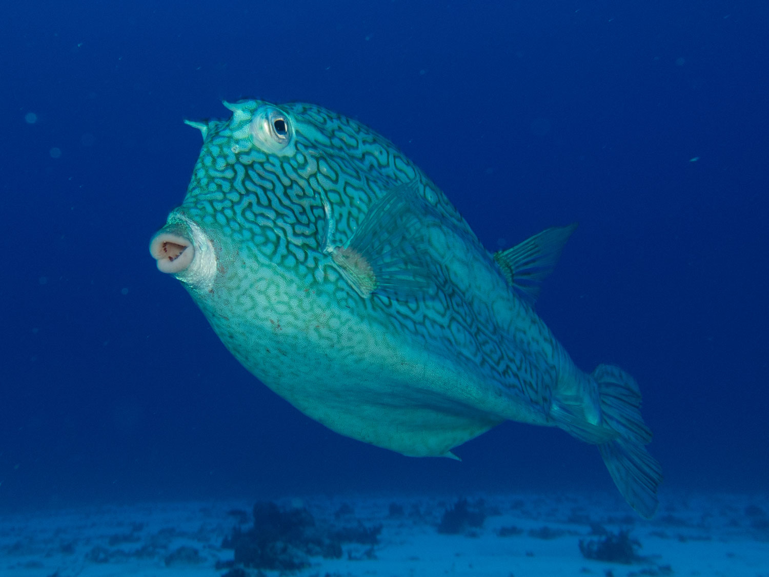 AL-IU_180409_Dive-Travel_0744.jpg