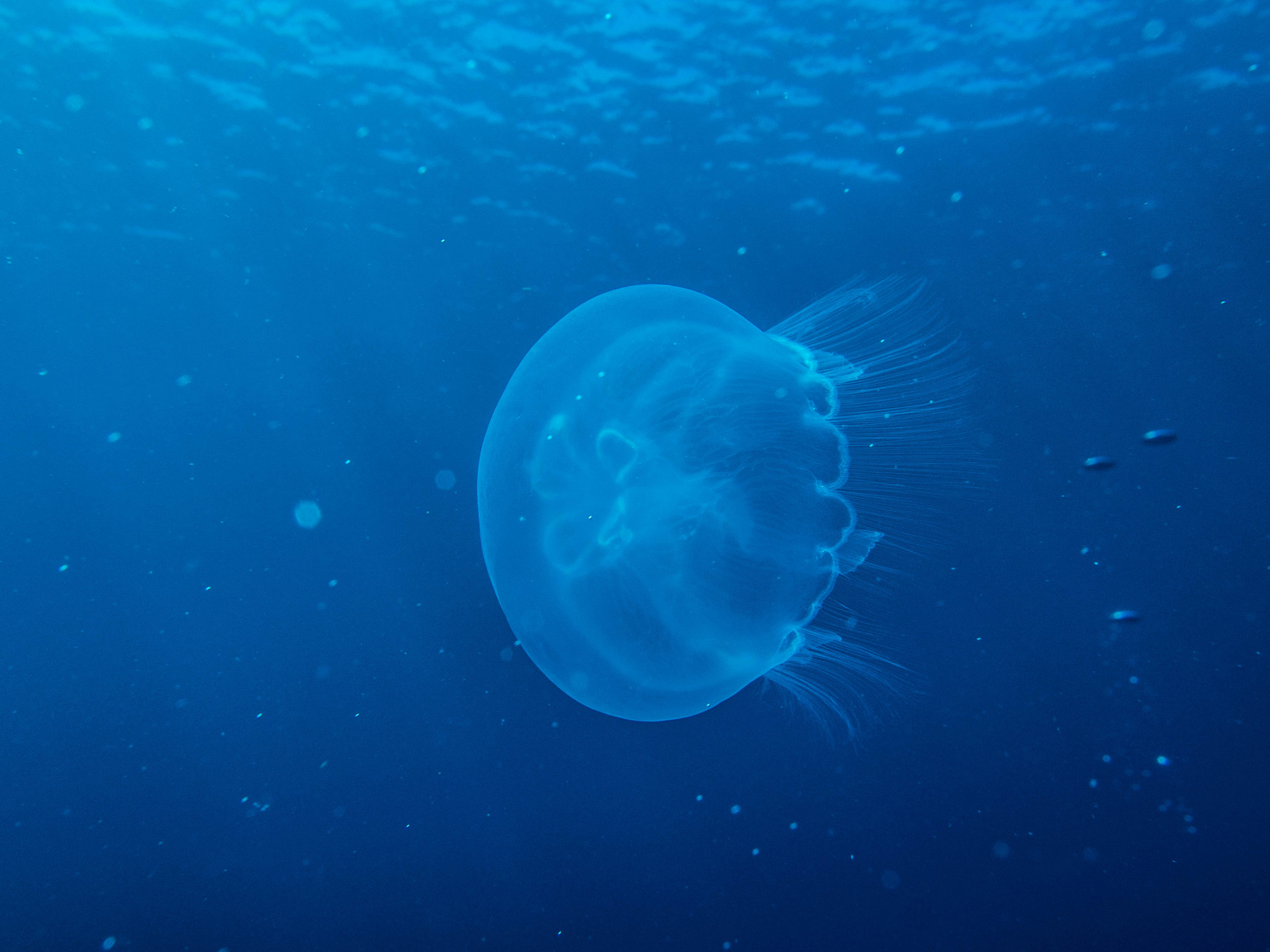AL IU_170825_Dive Travel_0672.jpg