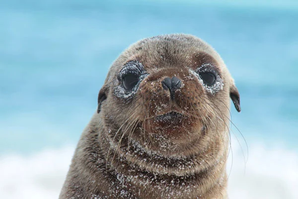 A baby sea lion dusted with white sand sits at the shoreline staring into the camera.
