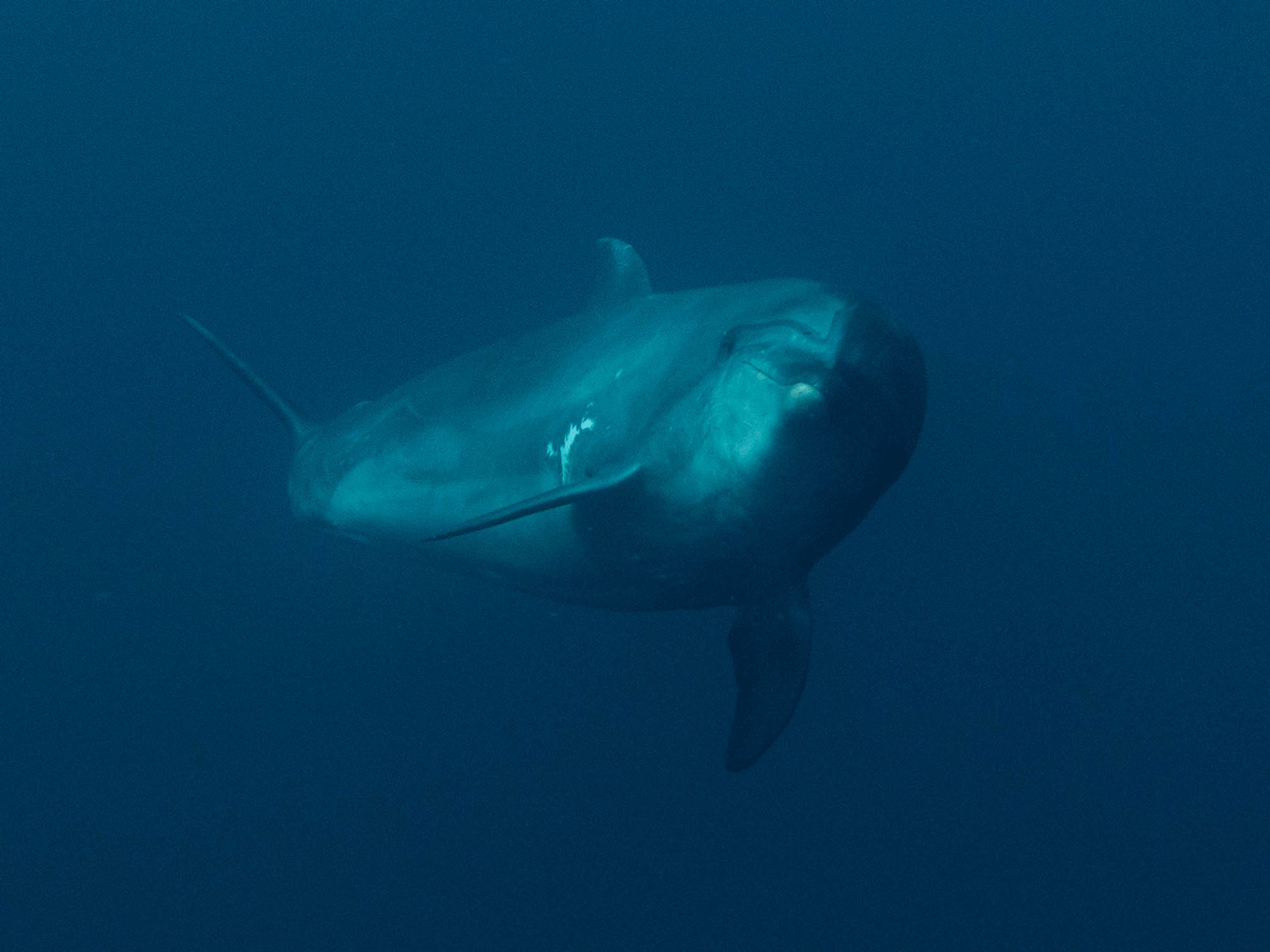 Bottlenose dolphin