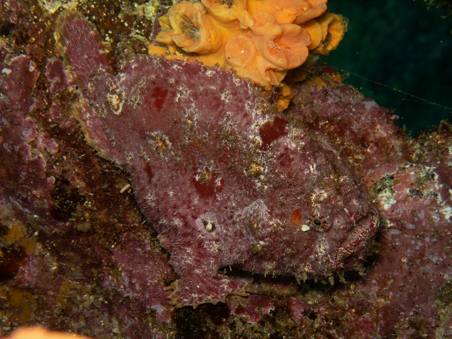 Bloody frogfish