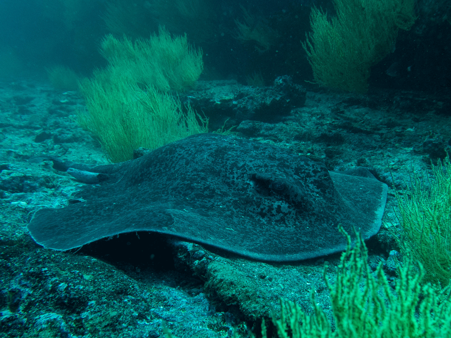 Marbled stingray (Copy)