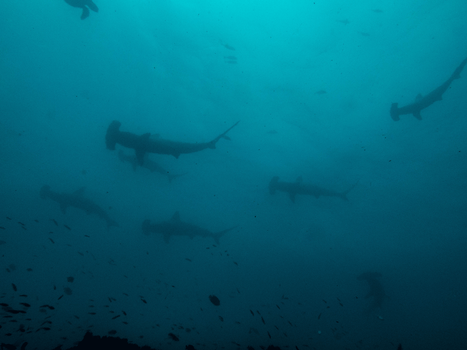 Schooling hammerheads