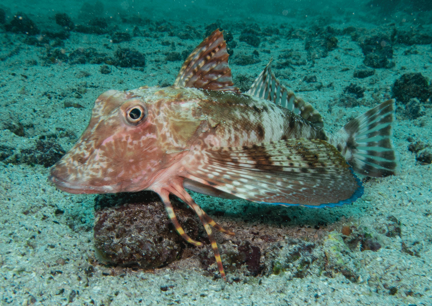 Galapagos sea robin