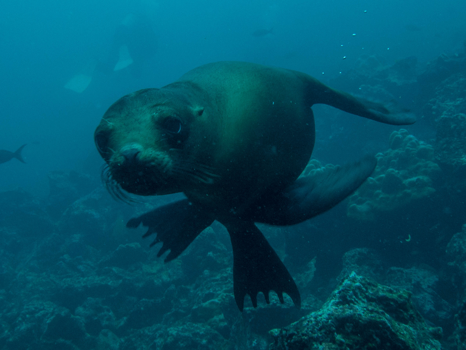 Galapagos sea lion