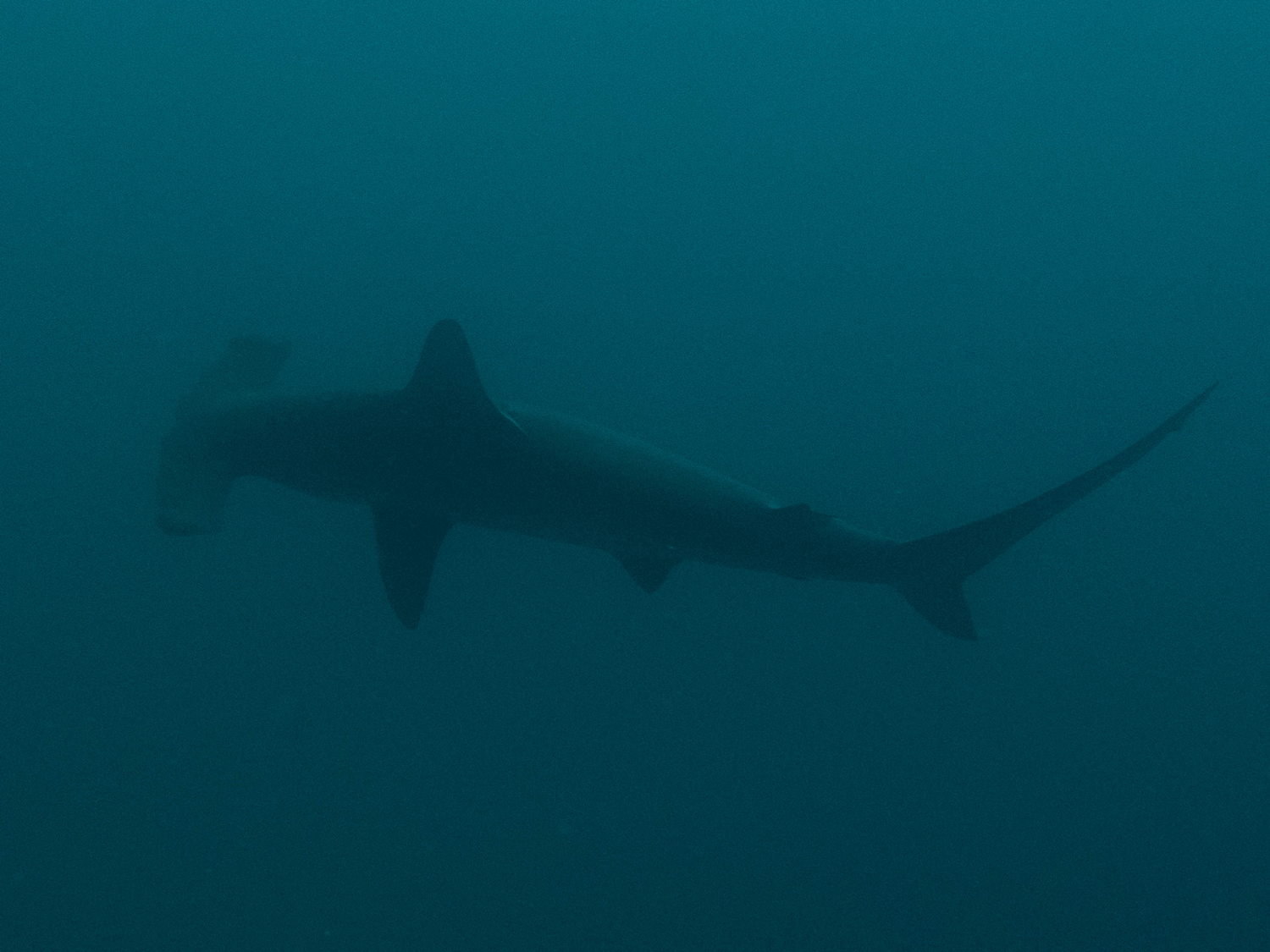 Scalloped hammerhead shark