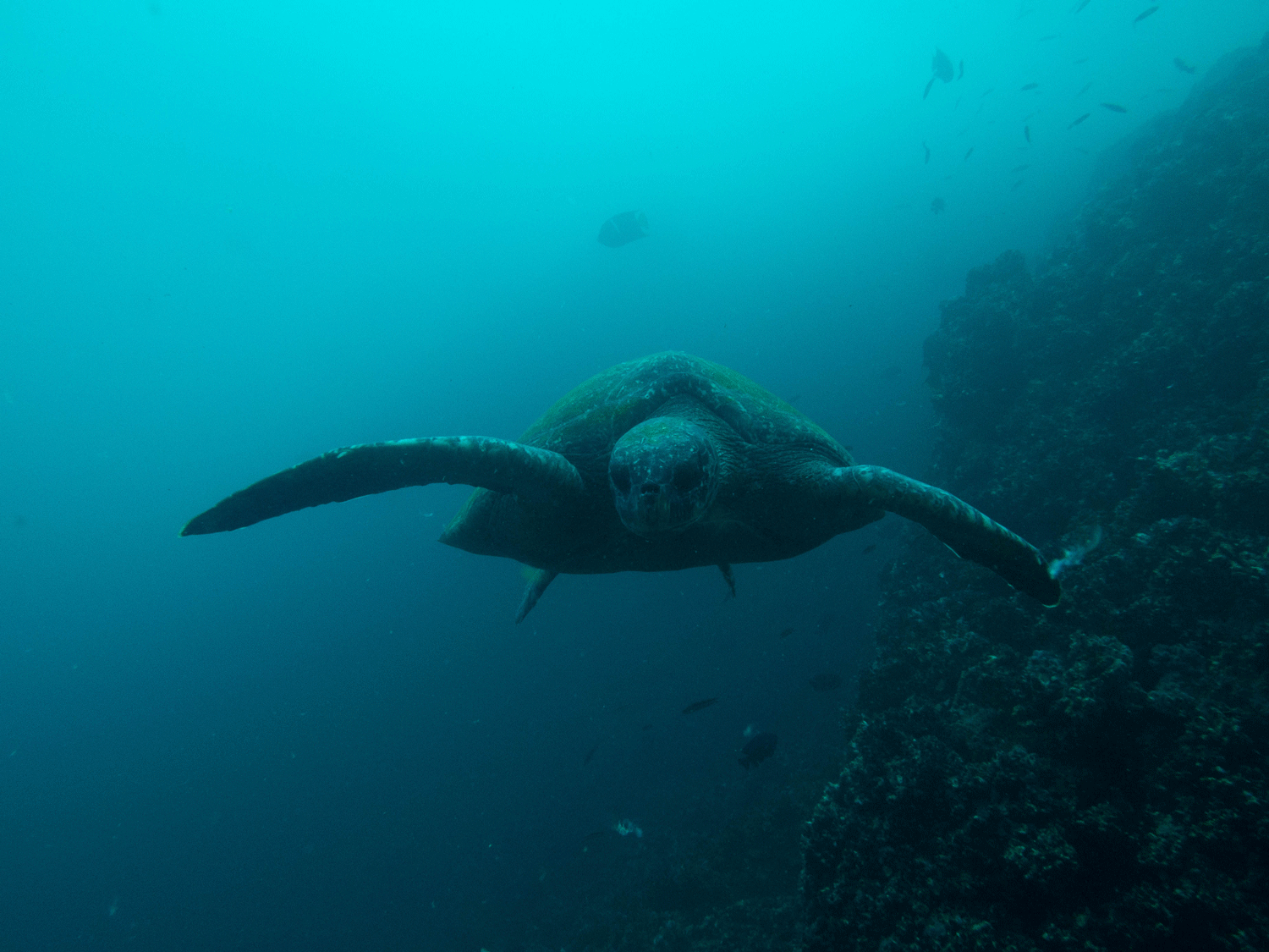 Green sea turtle (Copy)