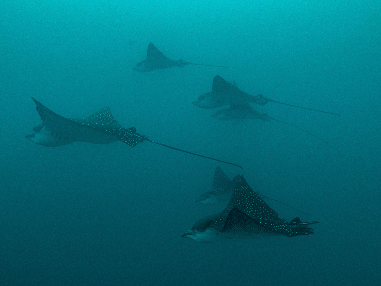 Spotted eagle rays