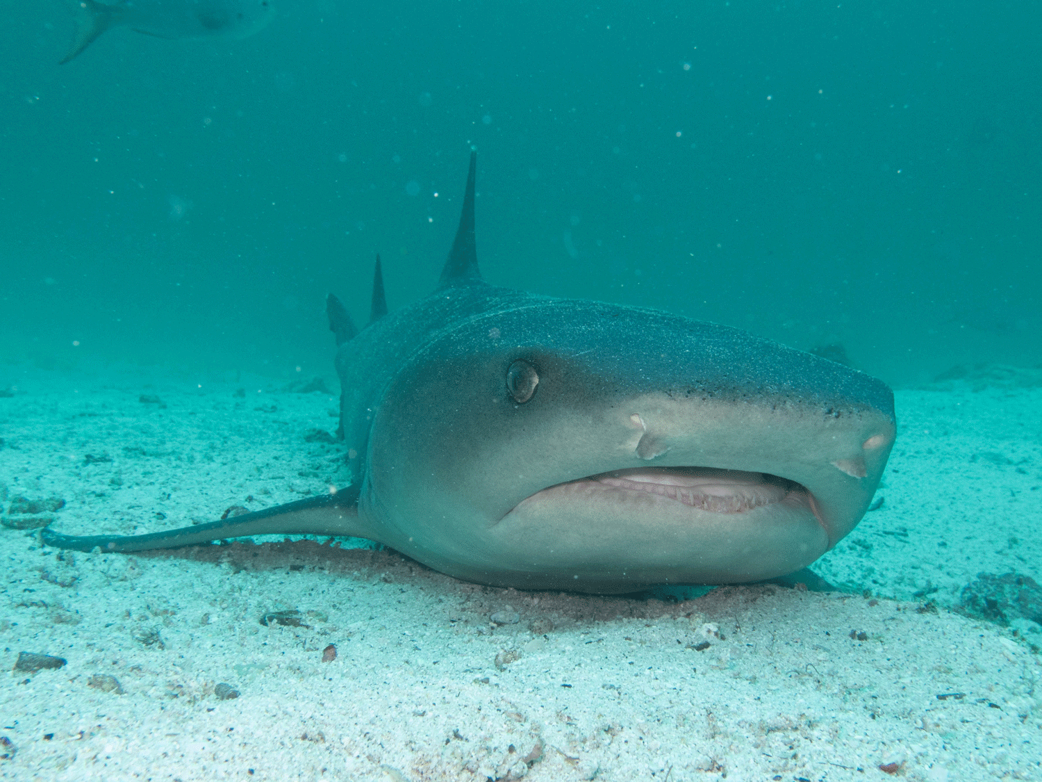 White-tip reef shark