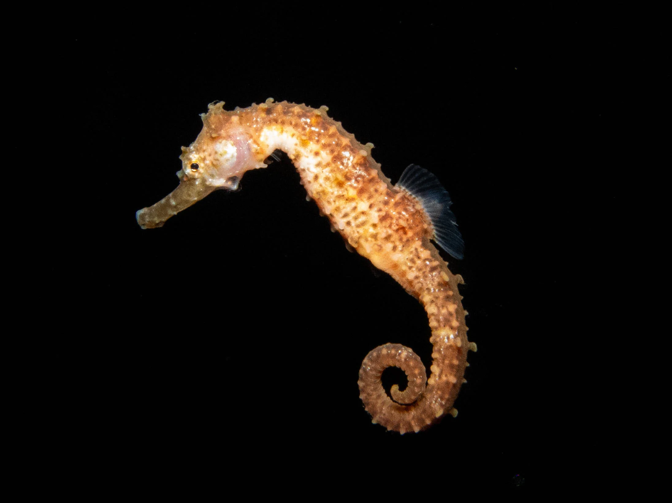 Kona Dive Safari 2027 - Trip Deposit