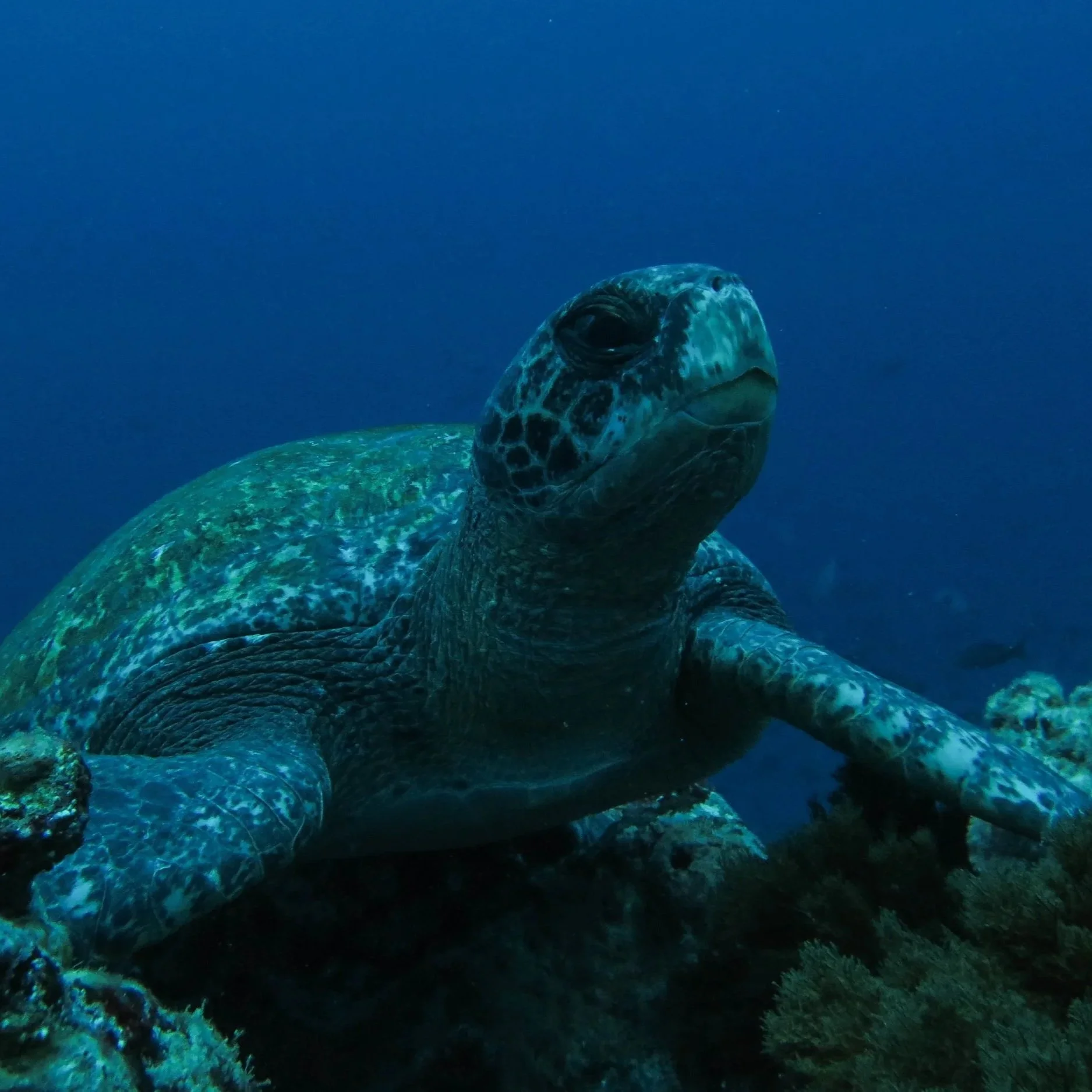 Inside Under Trip Report: Galapagos Dive Safari 2025