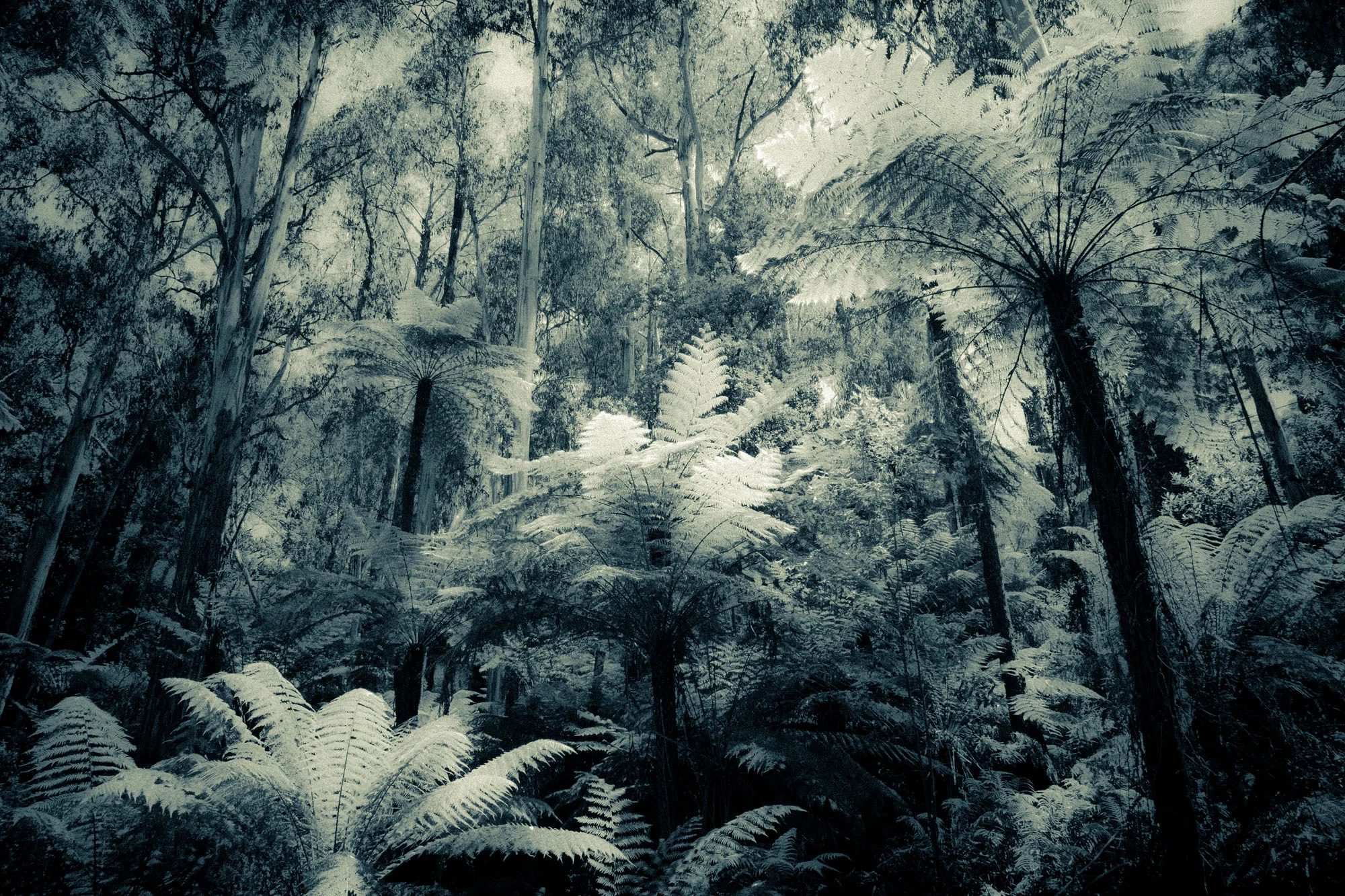 Tree Ferns and Eucalypts.jpg
