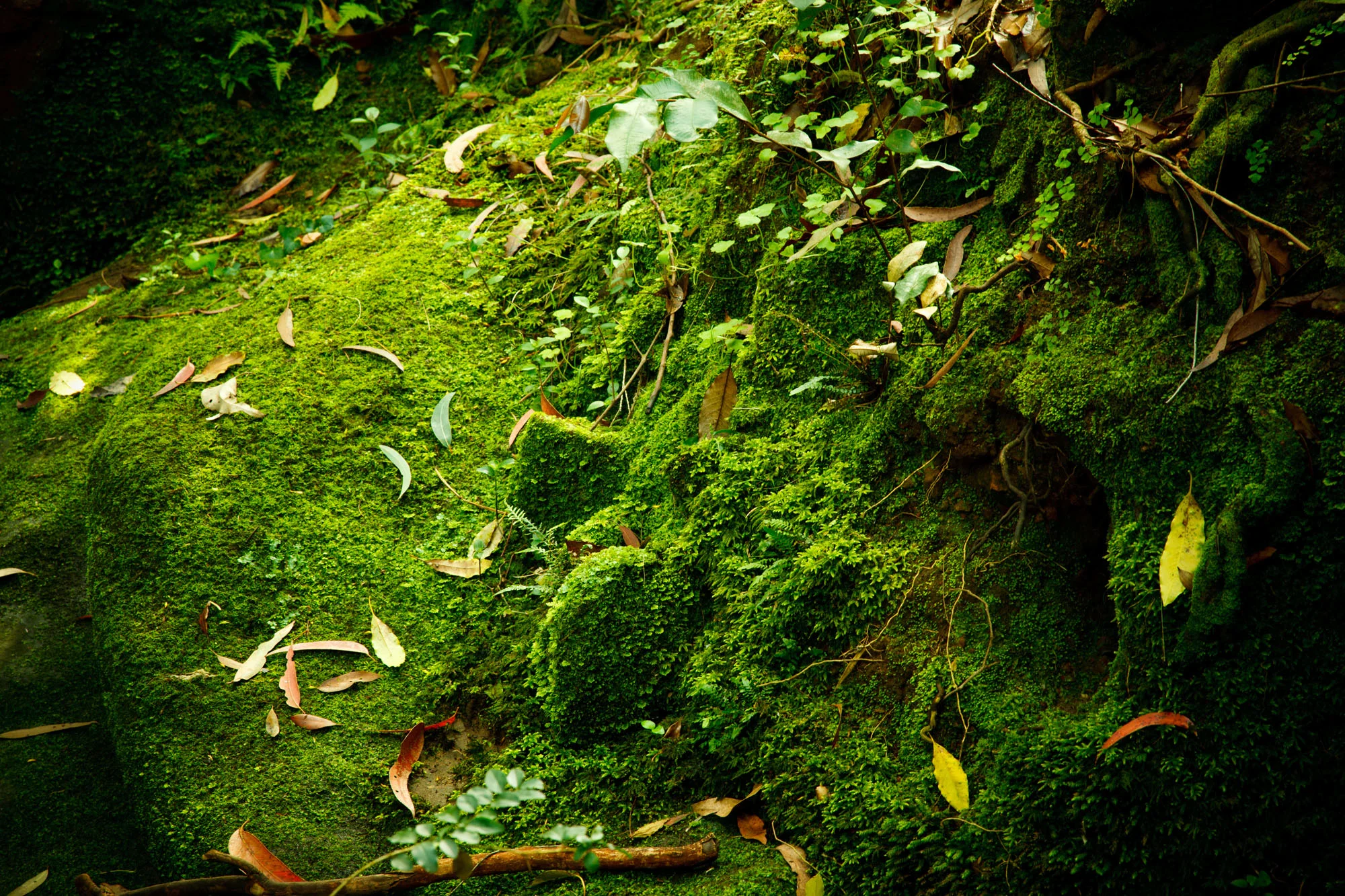 Batten-Reserve-Lane-Cove_0012.jpg