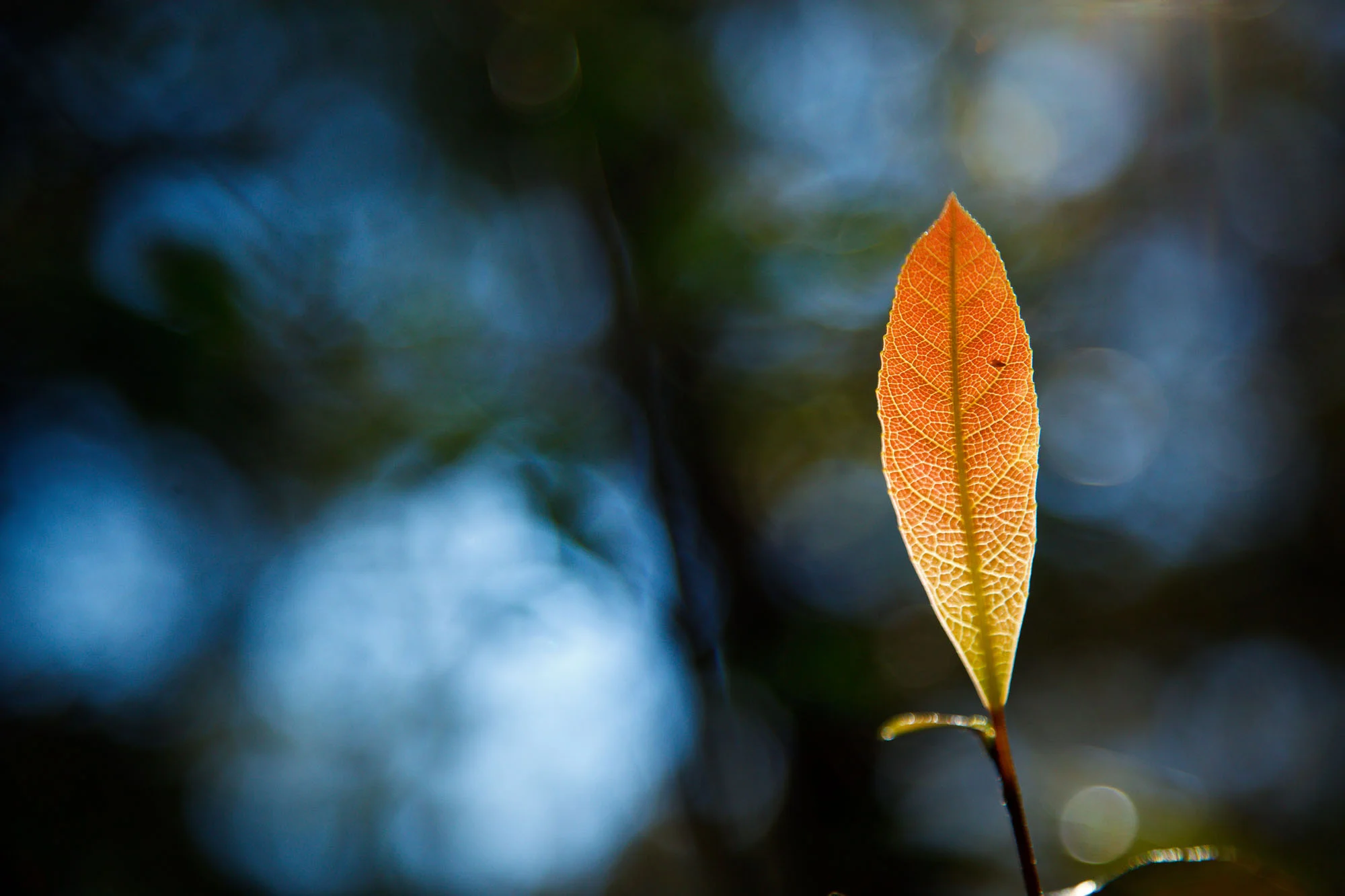 Batten-Reserve-Lane-Cove_0024.jpg