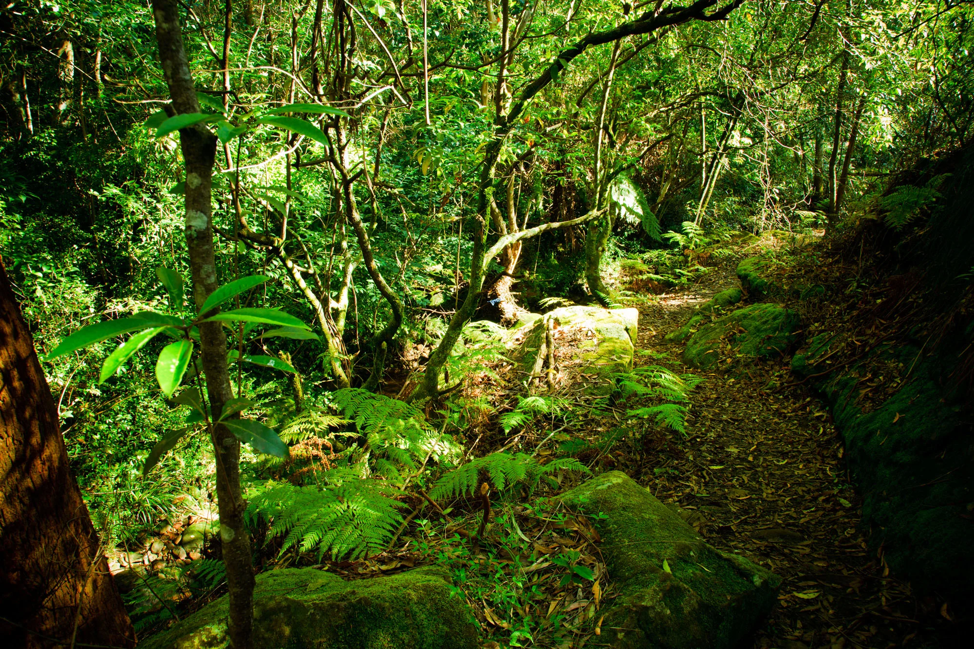 Batten-Reserve-Lane-Cove_0027.jpg