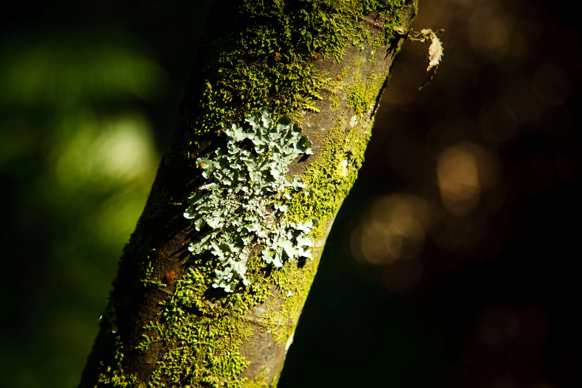 Batten-Reserve-Lane-Cove_0034.jpg