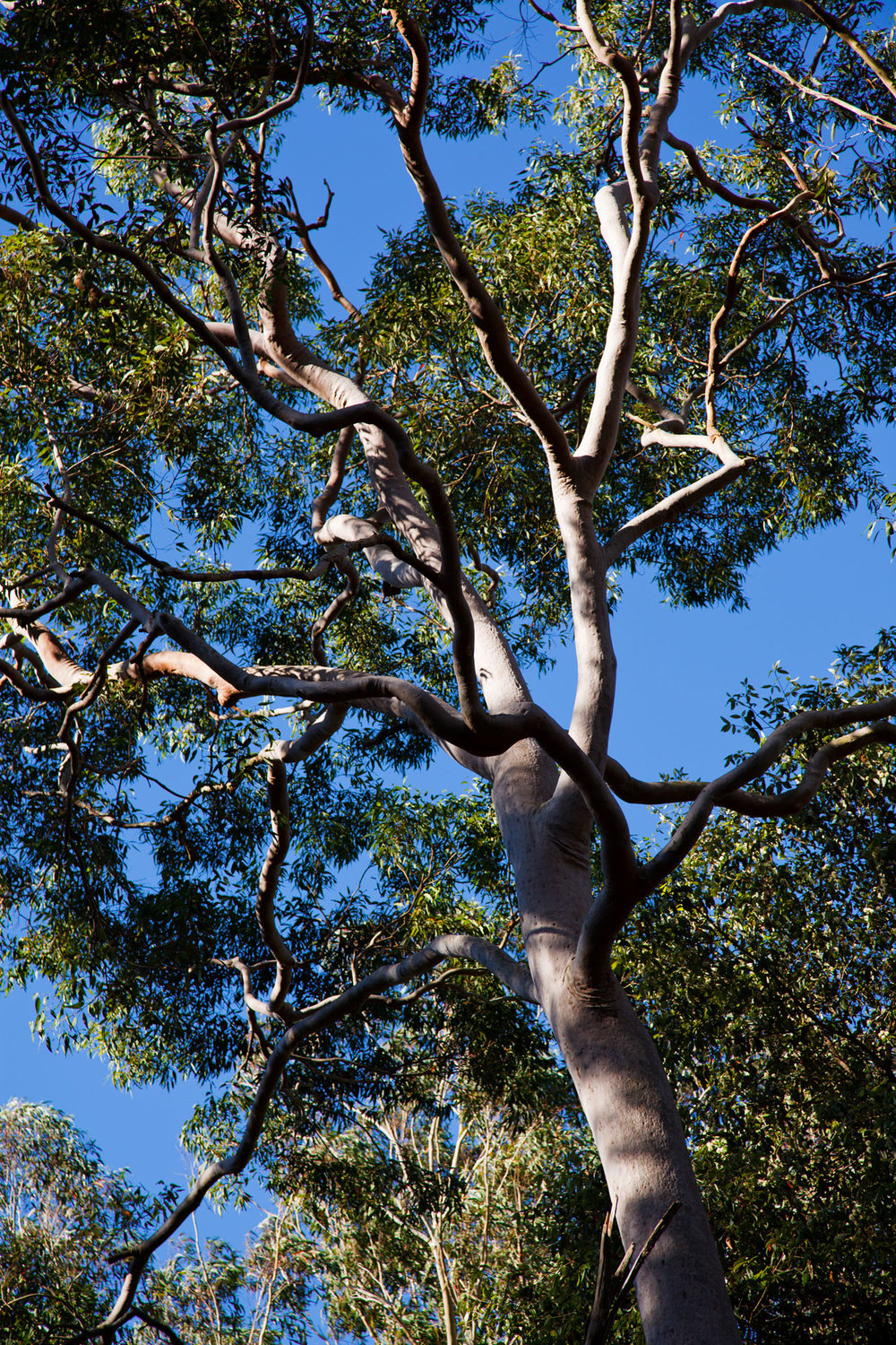 Batten-Reserve-Lane-Cove_0074.jpg