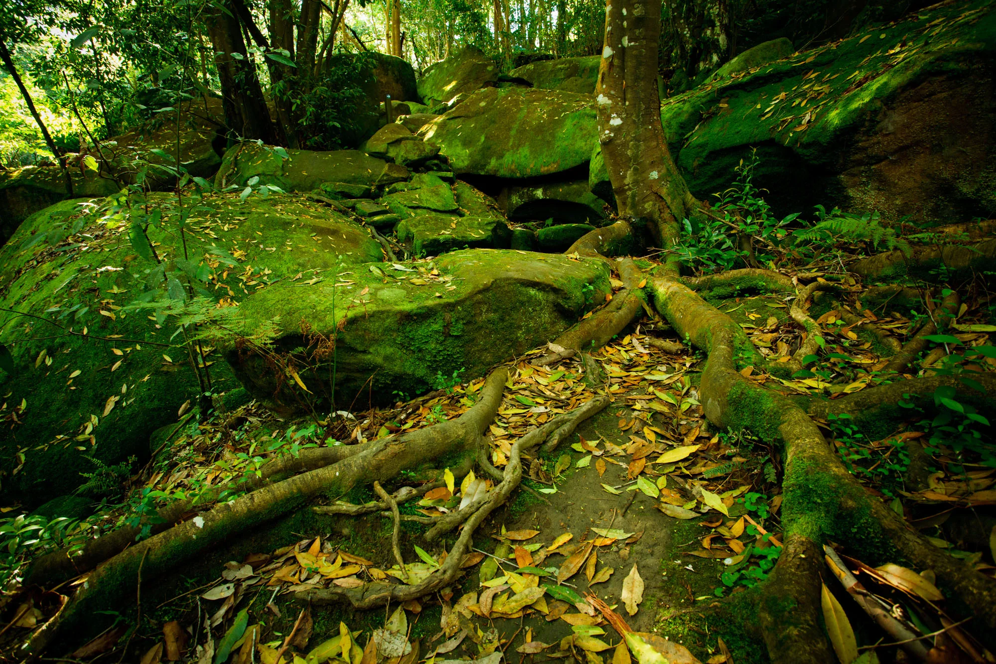 Batten-Reserve-Lane-Cove_0098.jpg