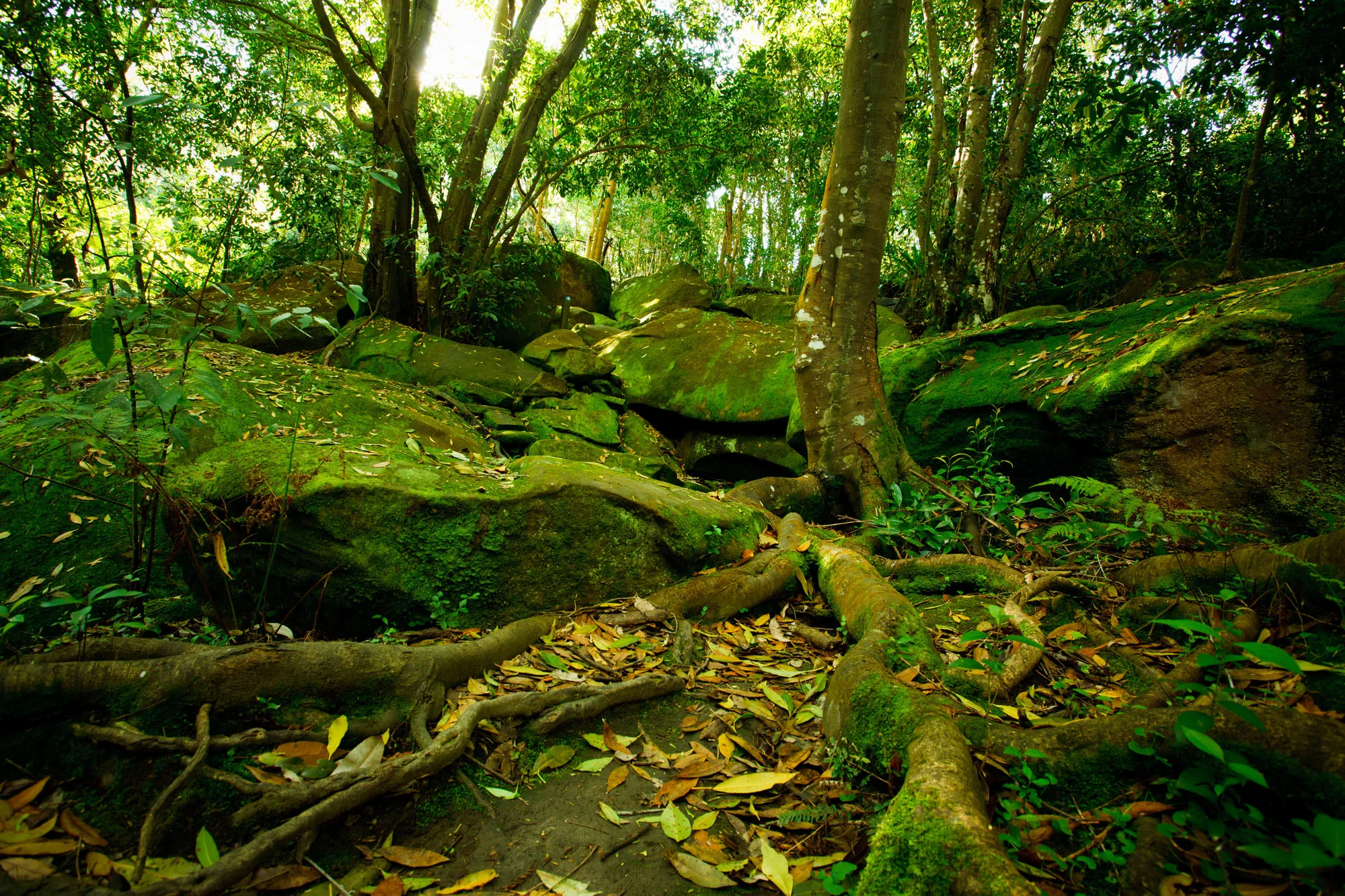 Batten-Reserve-Lane-Cove_0100.jpg
