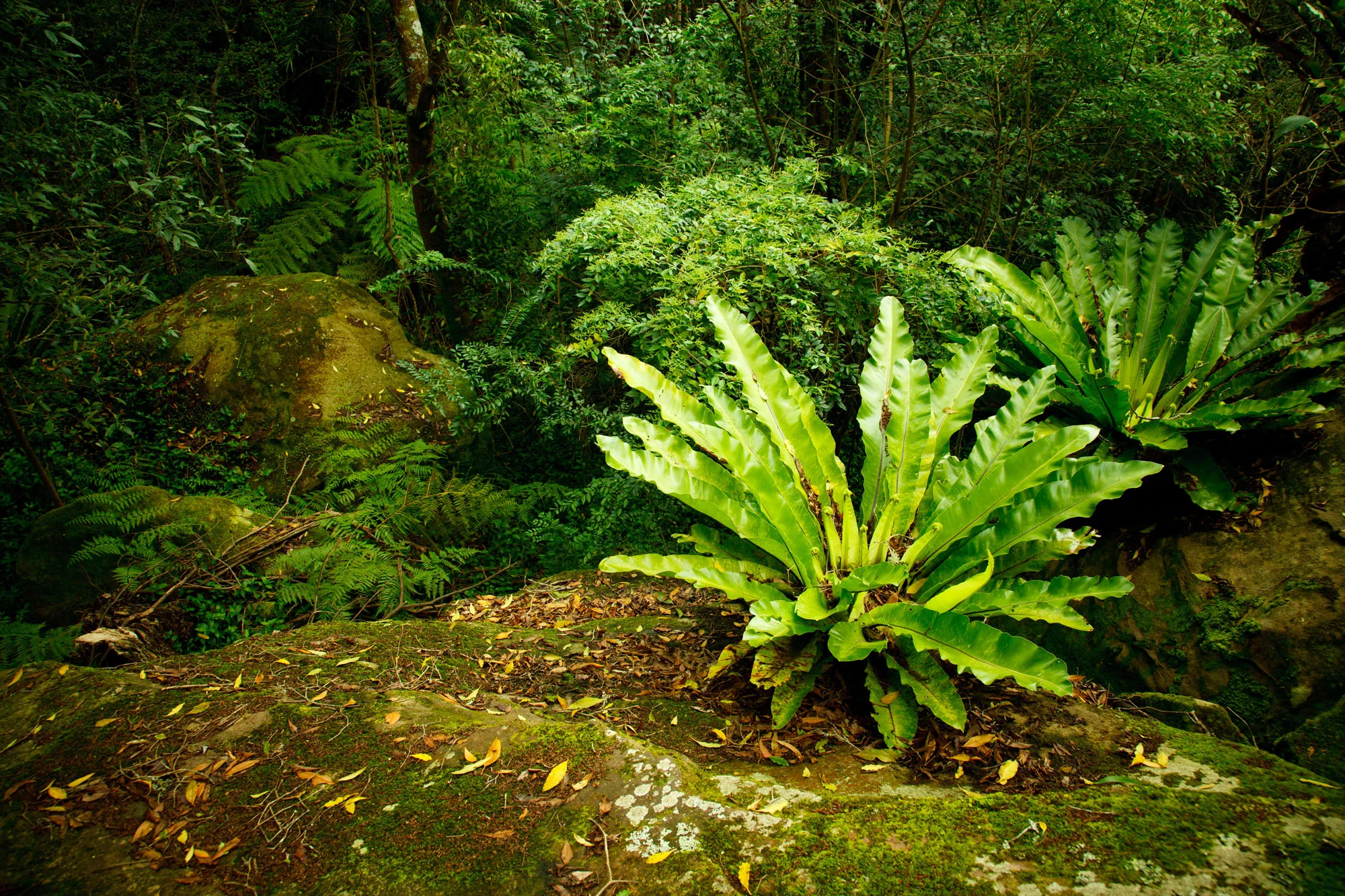 Batten-Reserve-Lane-Cove_0122.jpg